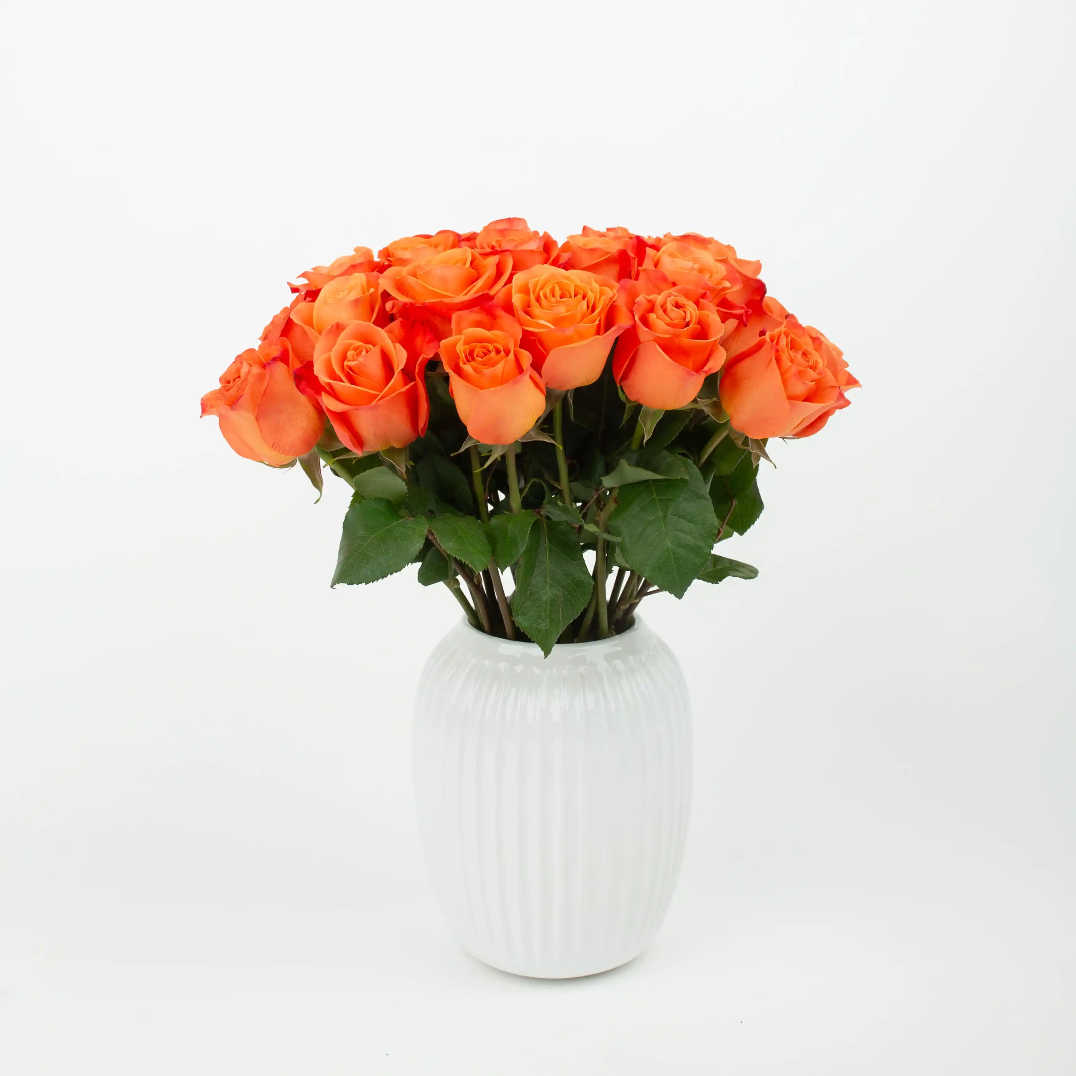 Róża Pomarańczowa