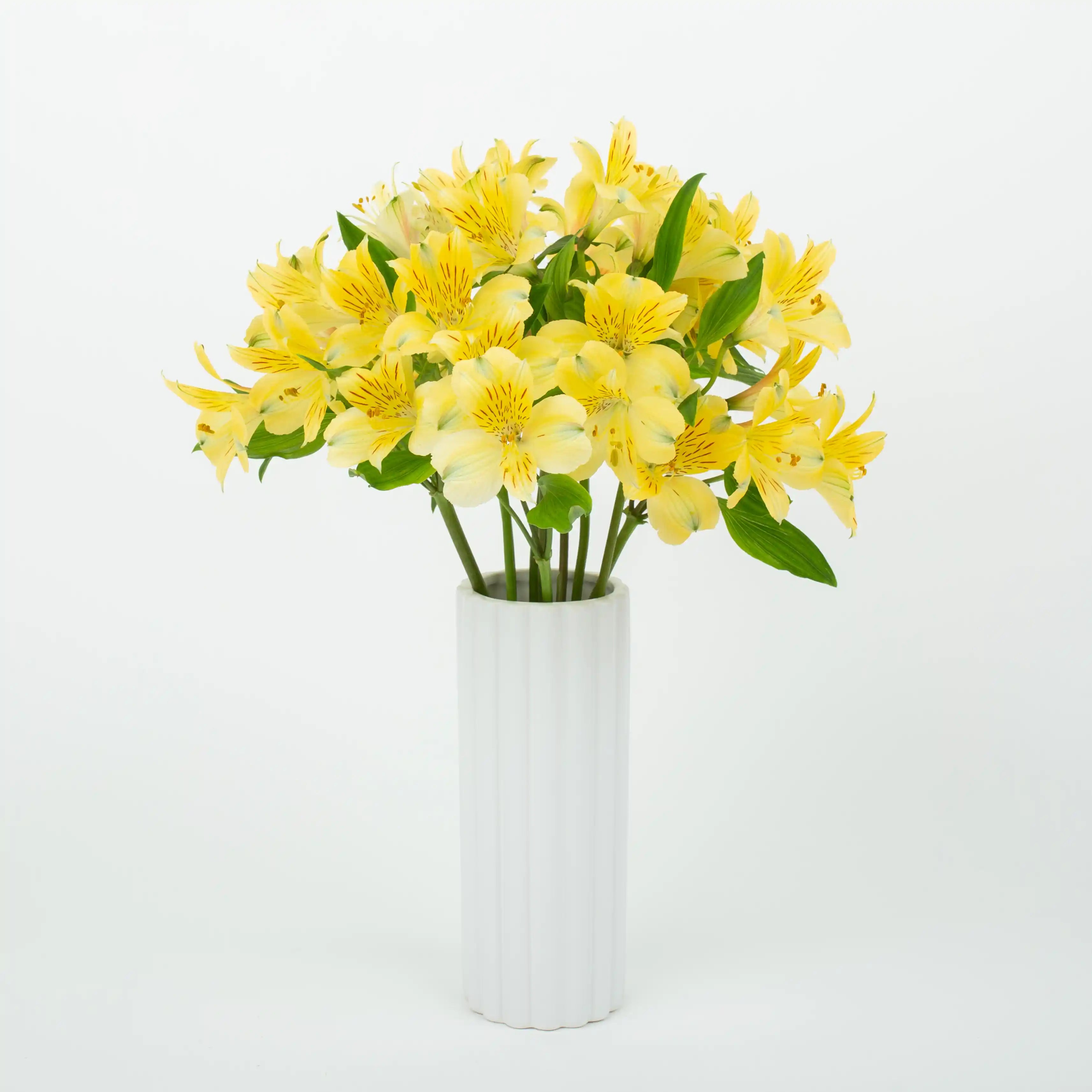 Alstremeria Żółta