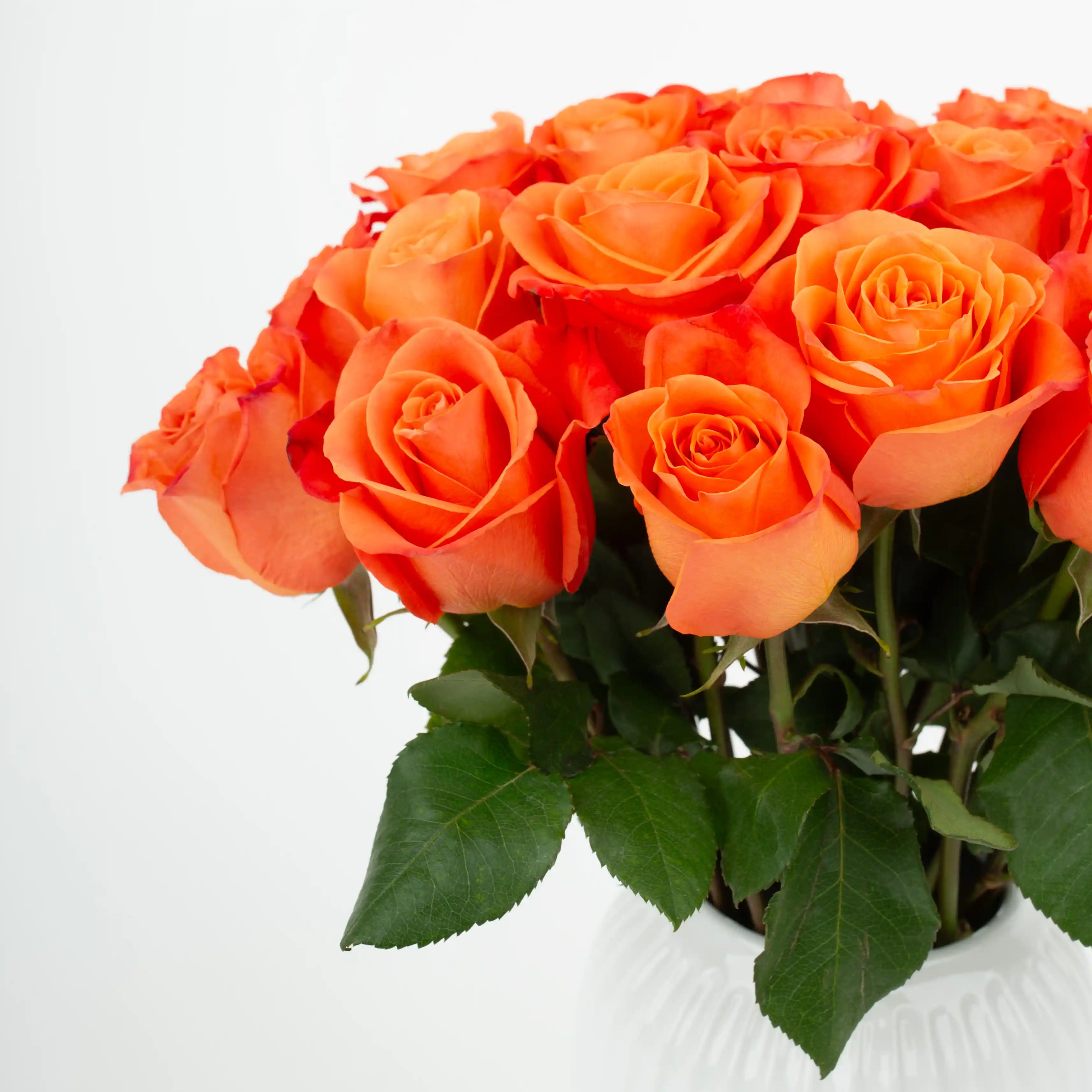 Róża Pomarańczowa