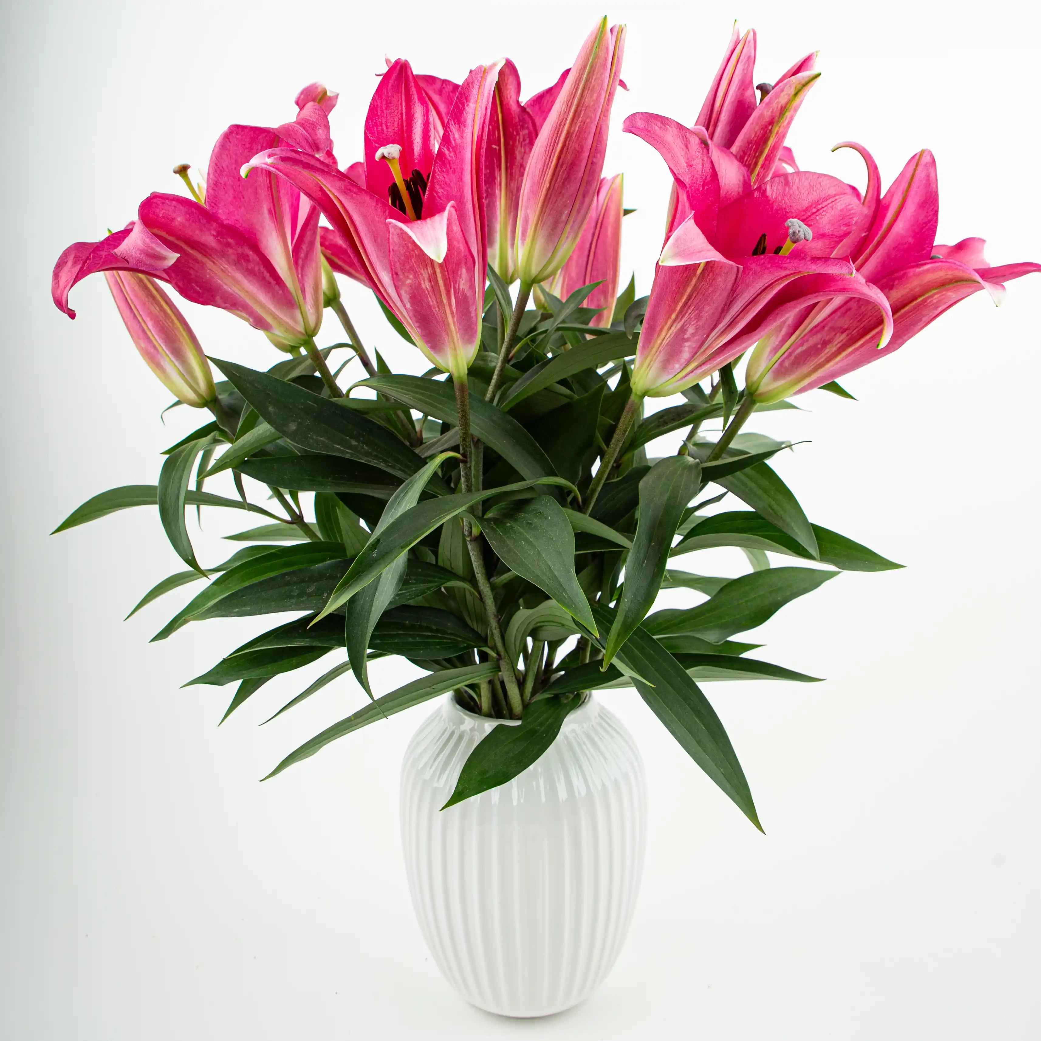 Lilia Ciemnoróżowa