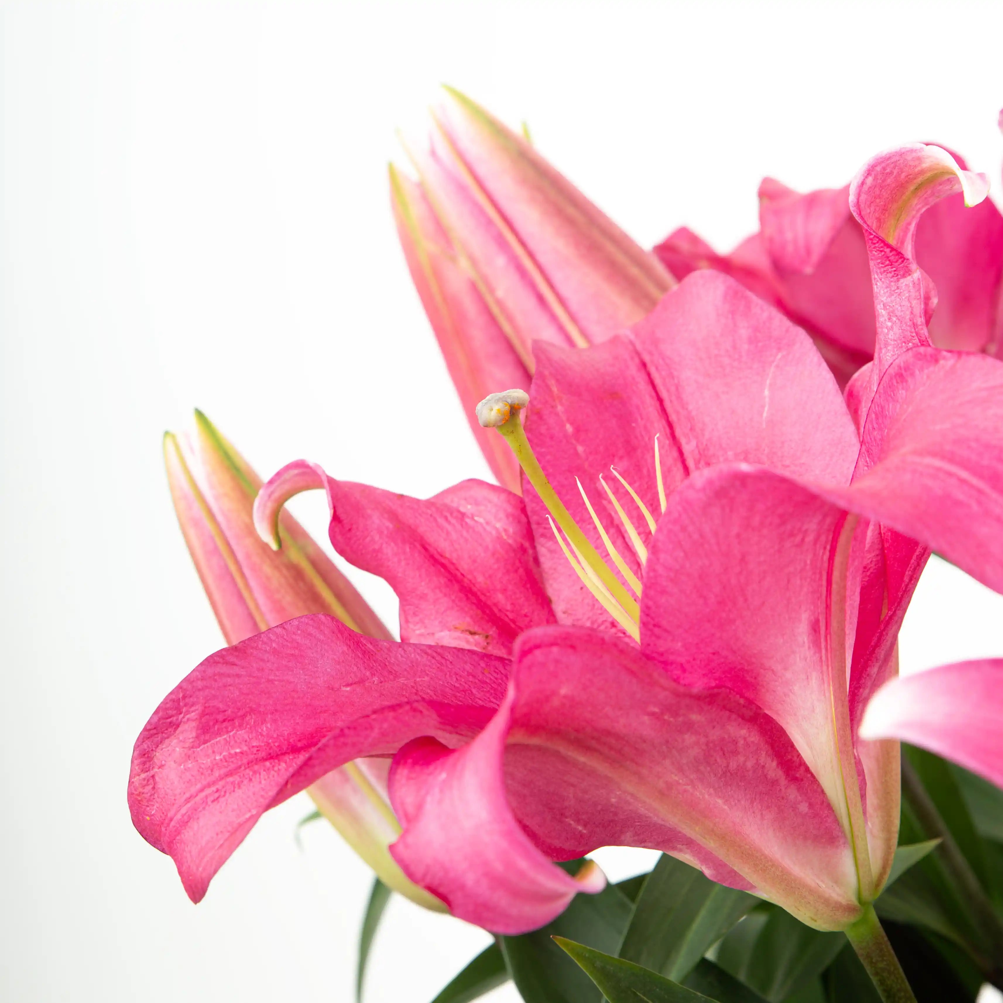 Lilia Ciemnoróżowa