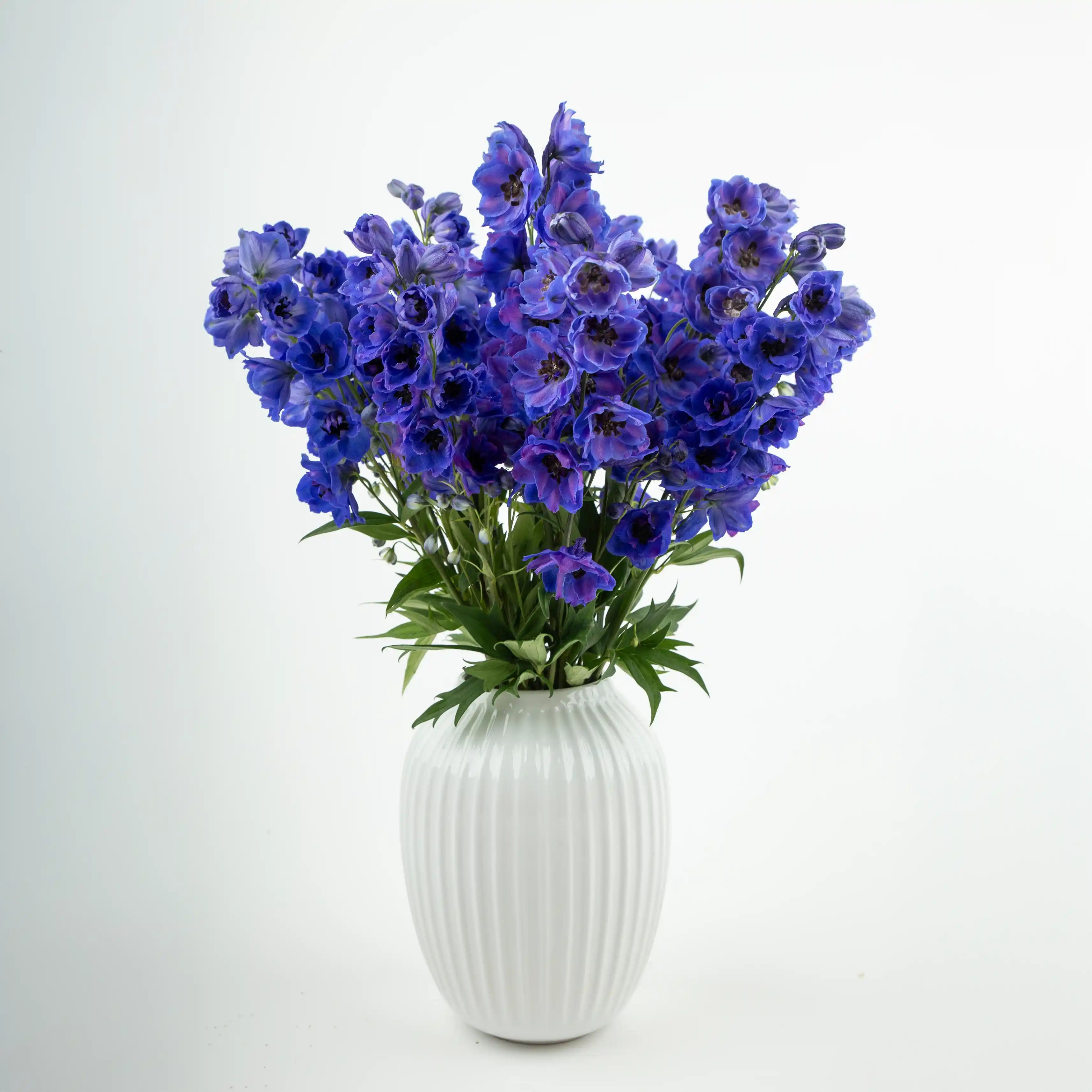 Ostróżka Niebieska