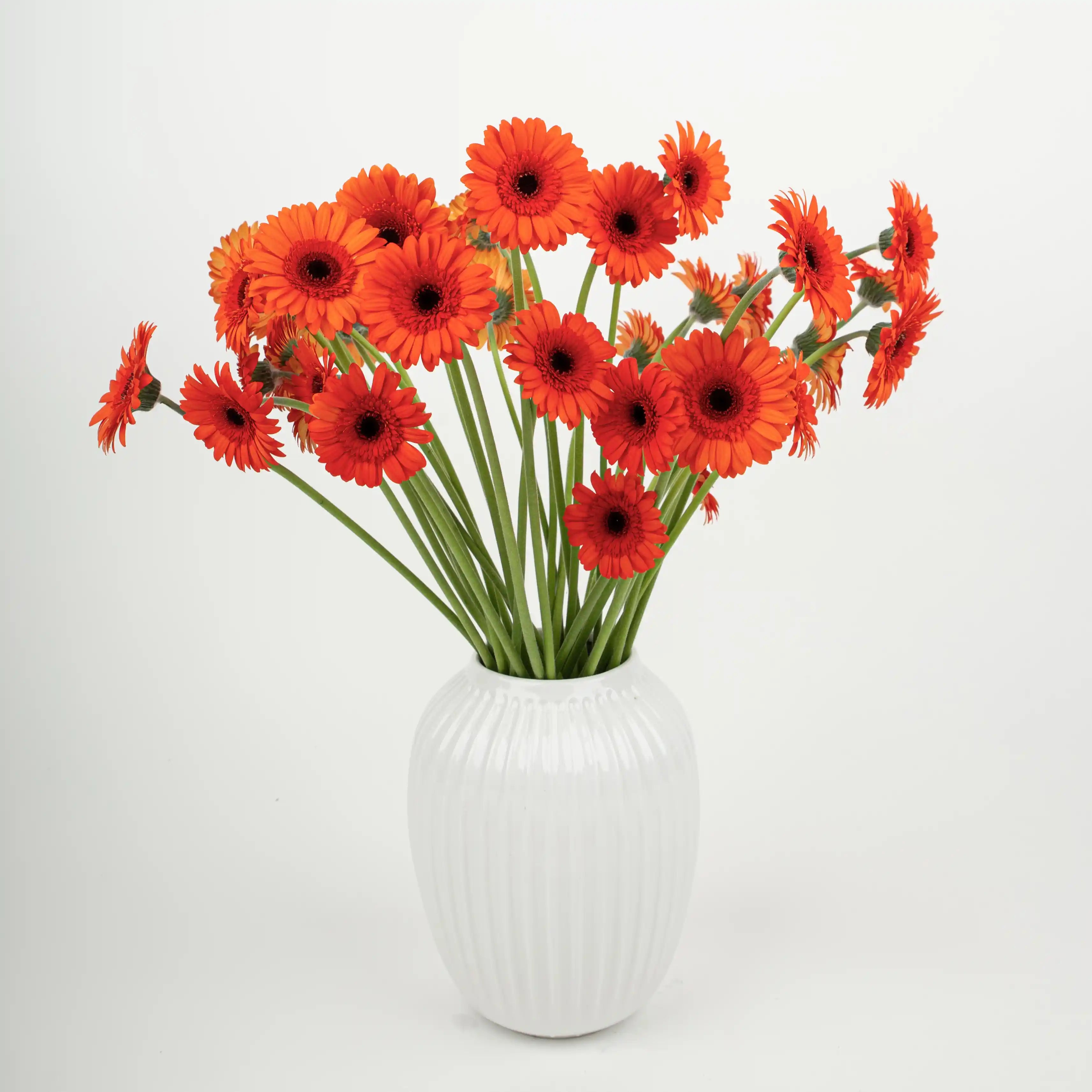 Gerber Pomarańczowy