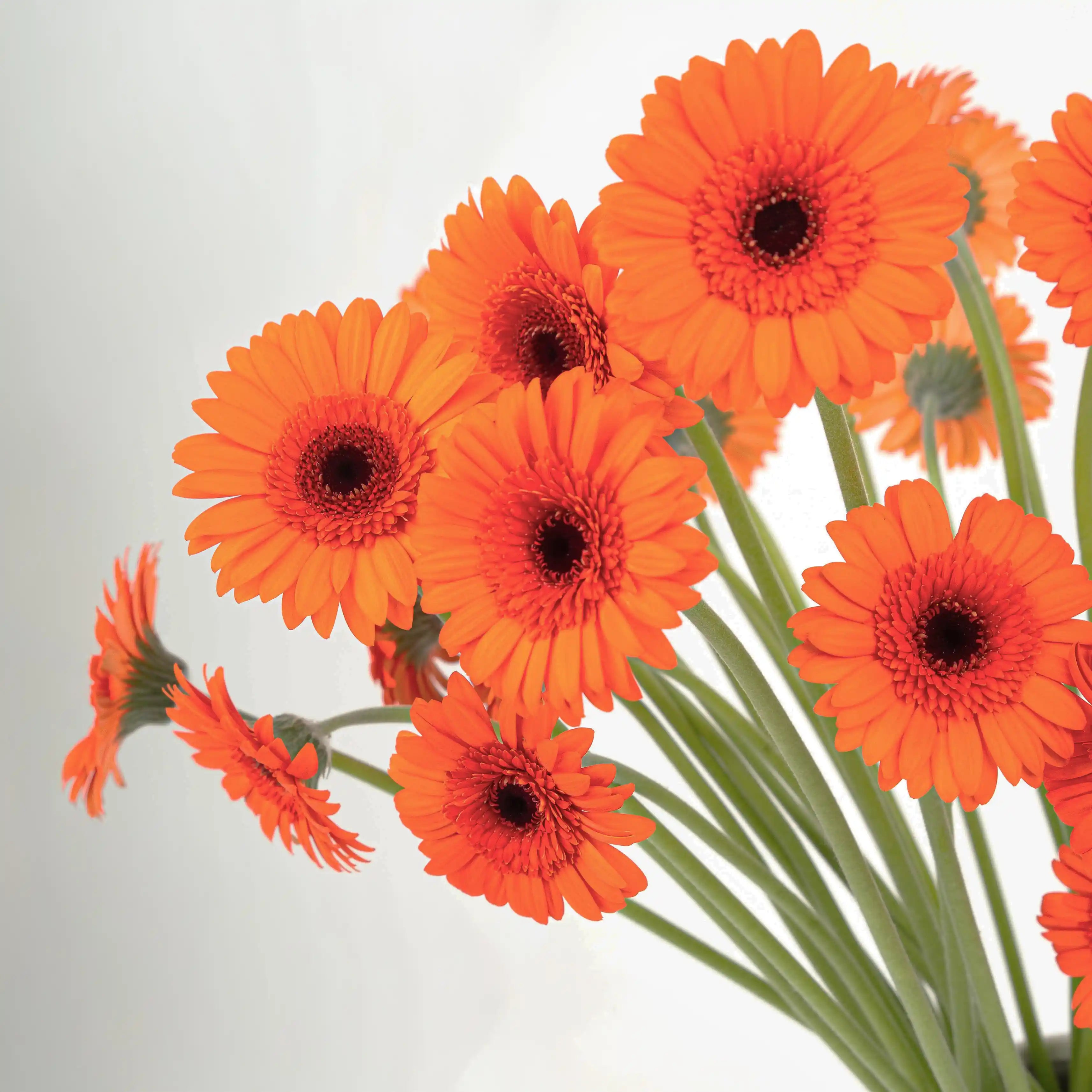 Gerber Pomarańczowy