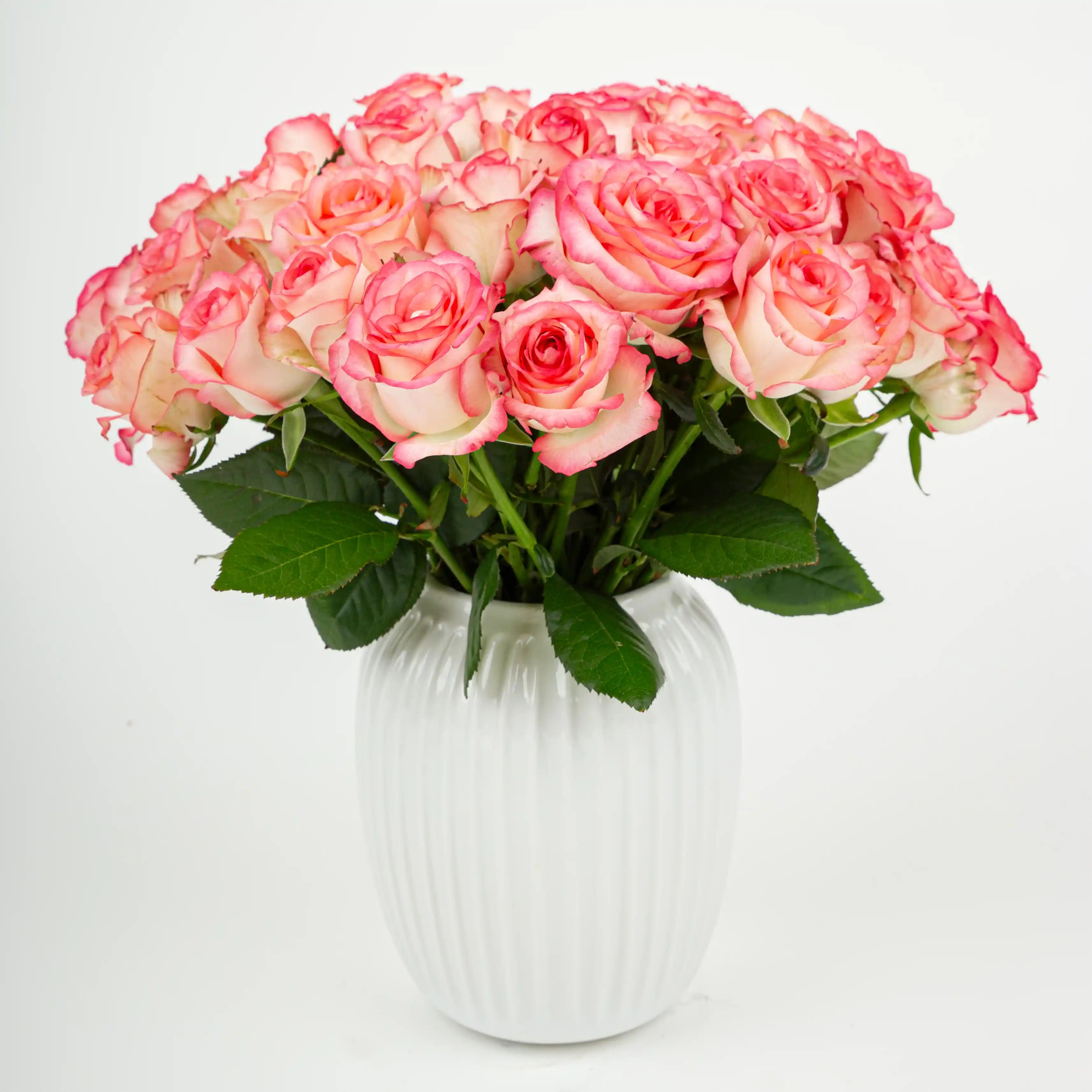 Róża Różowo-Kremowa