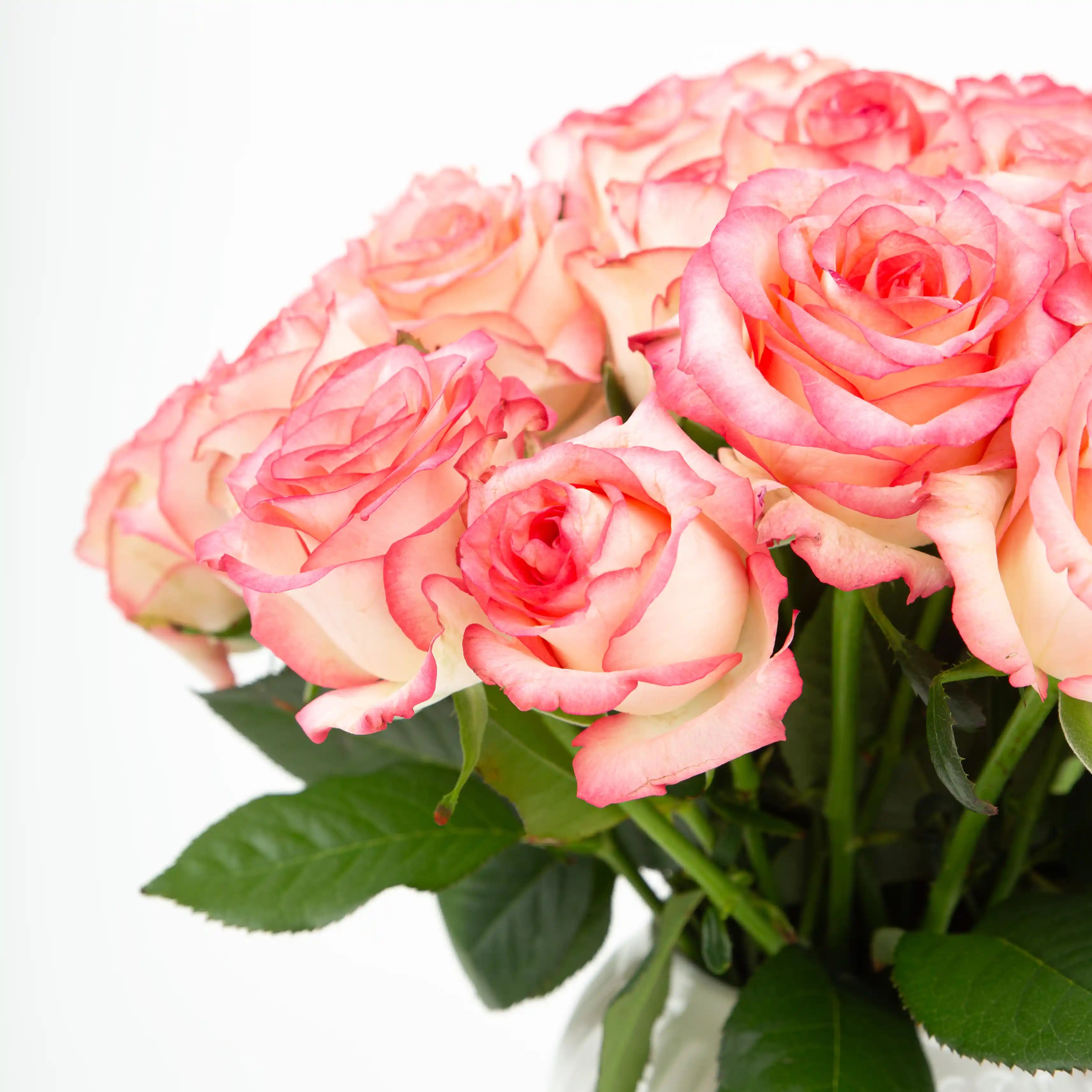 Róża Różowo-Kremowa