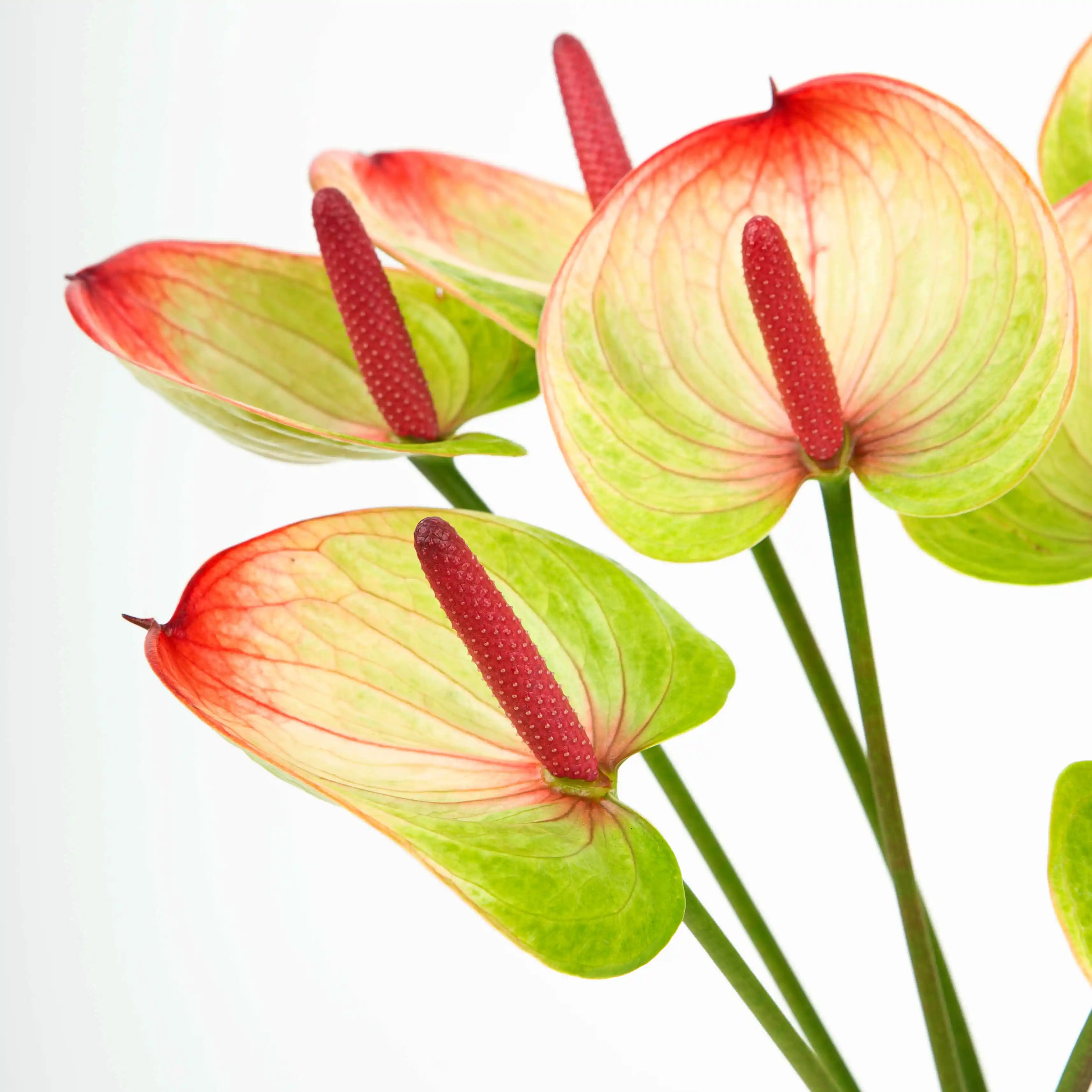 Anturium Zielono-Czerwone