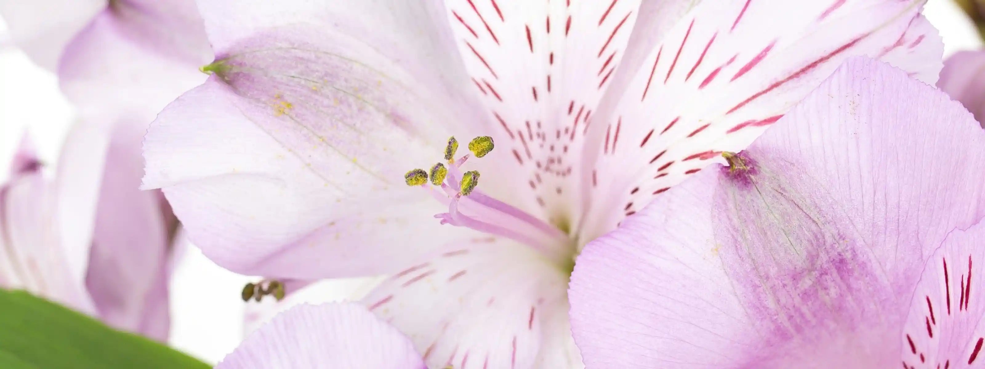 Bukiet fioletowych alstremerii w przezroczystym szklanym wazonie, ustawiony na białym tle — elegancka i delikatnia kompozycja kwiatowa Rosalia Blooms.