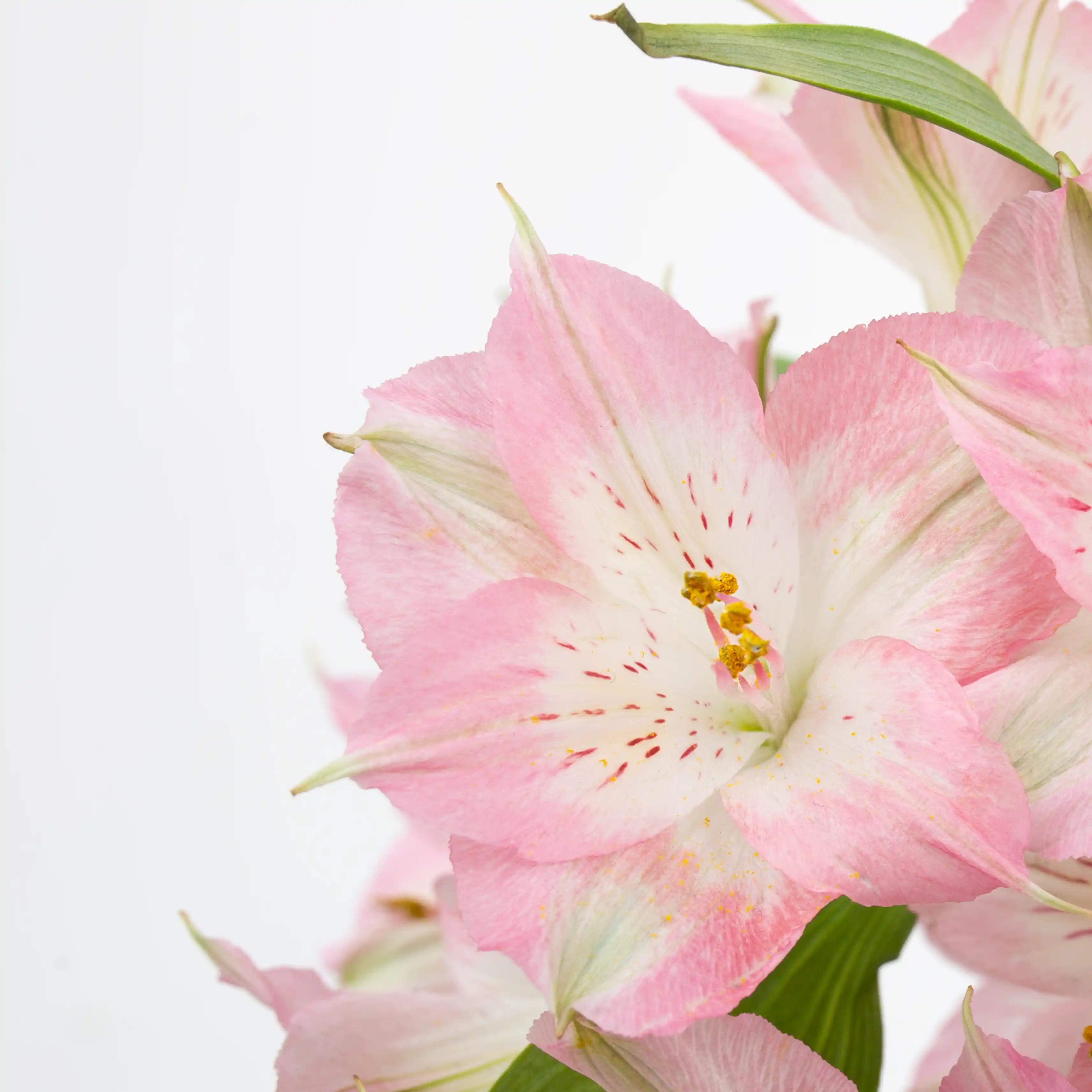 Alstremeria Różowa