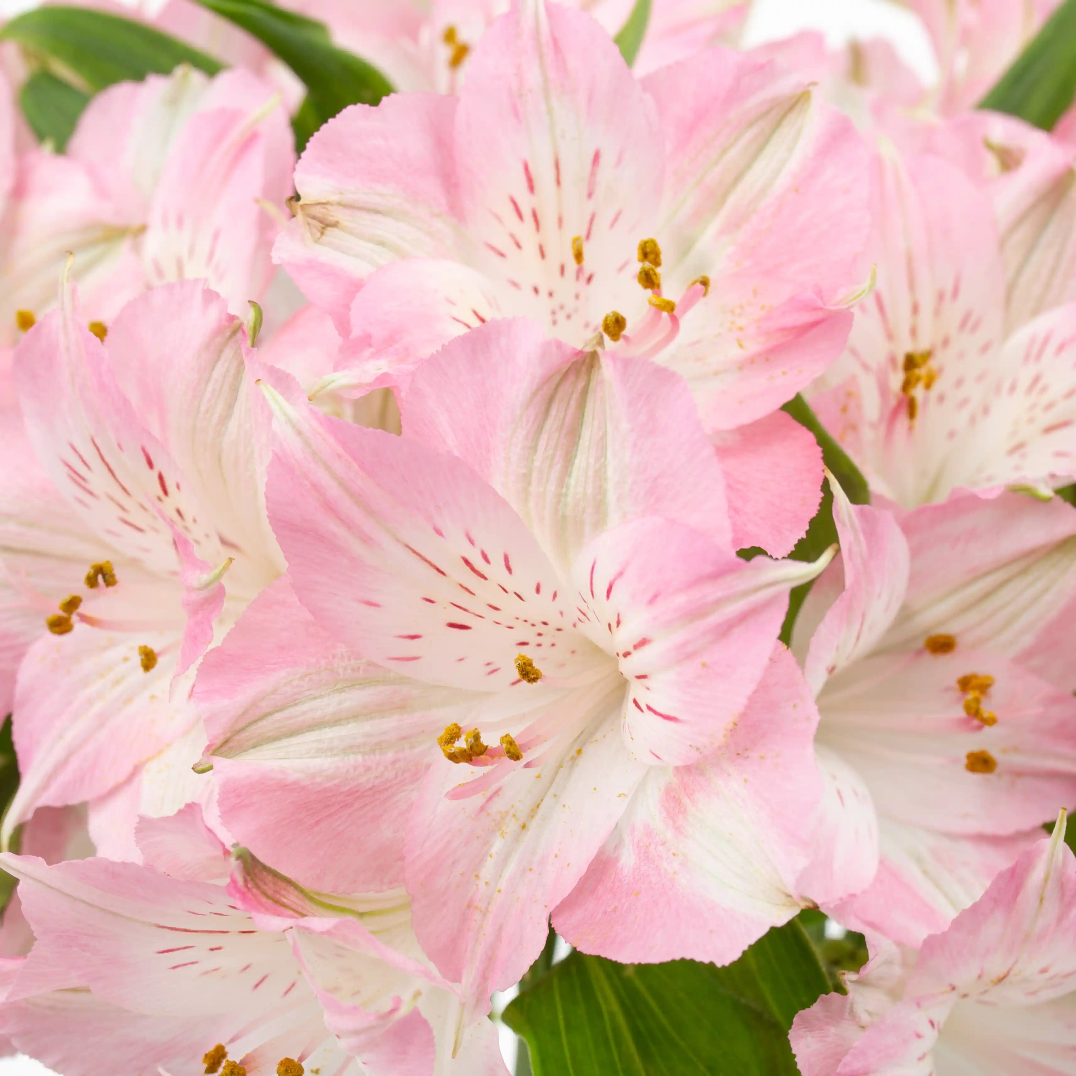 Alstremeria Różowa