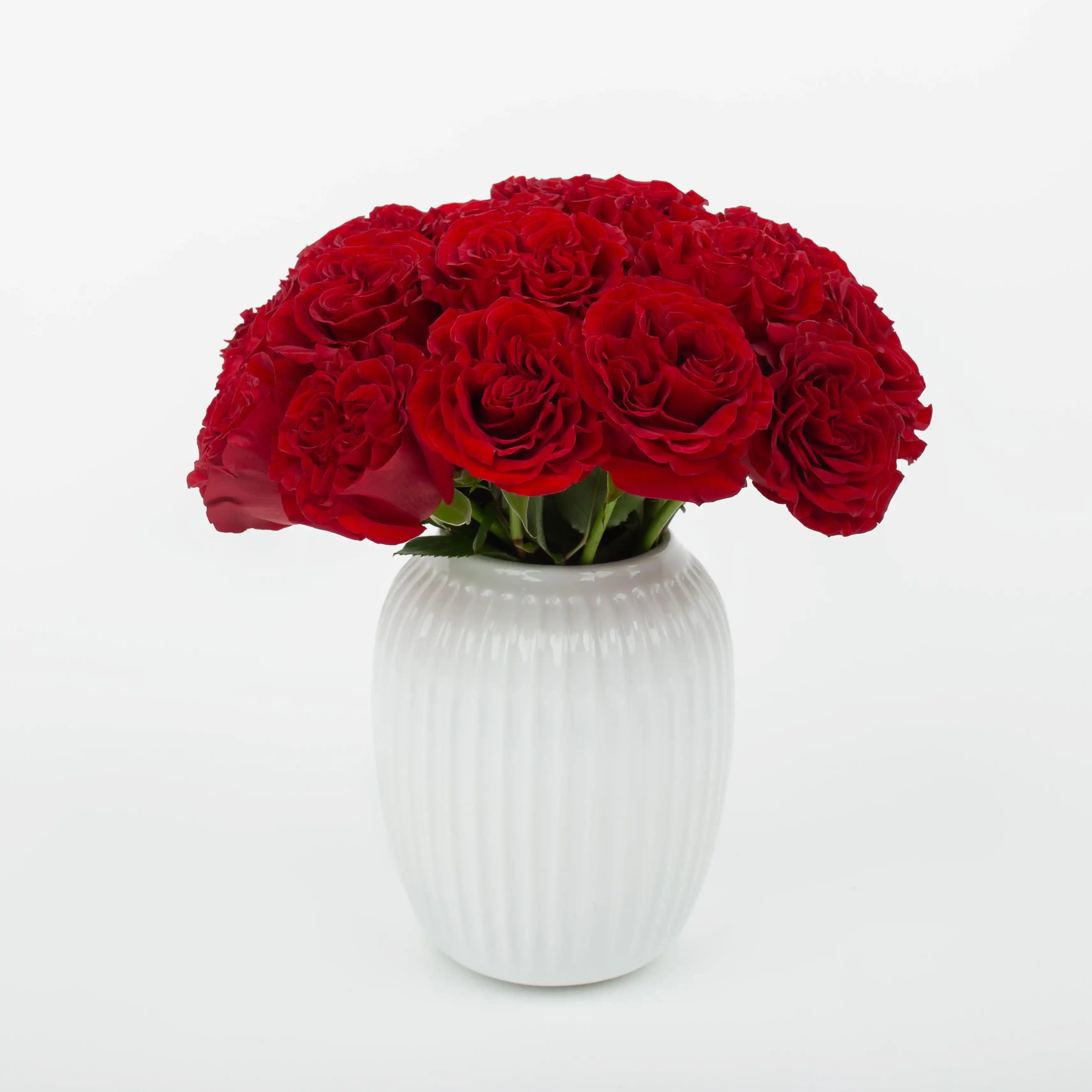 Róża Aksamitno-Czerwona