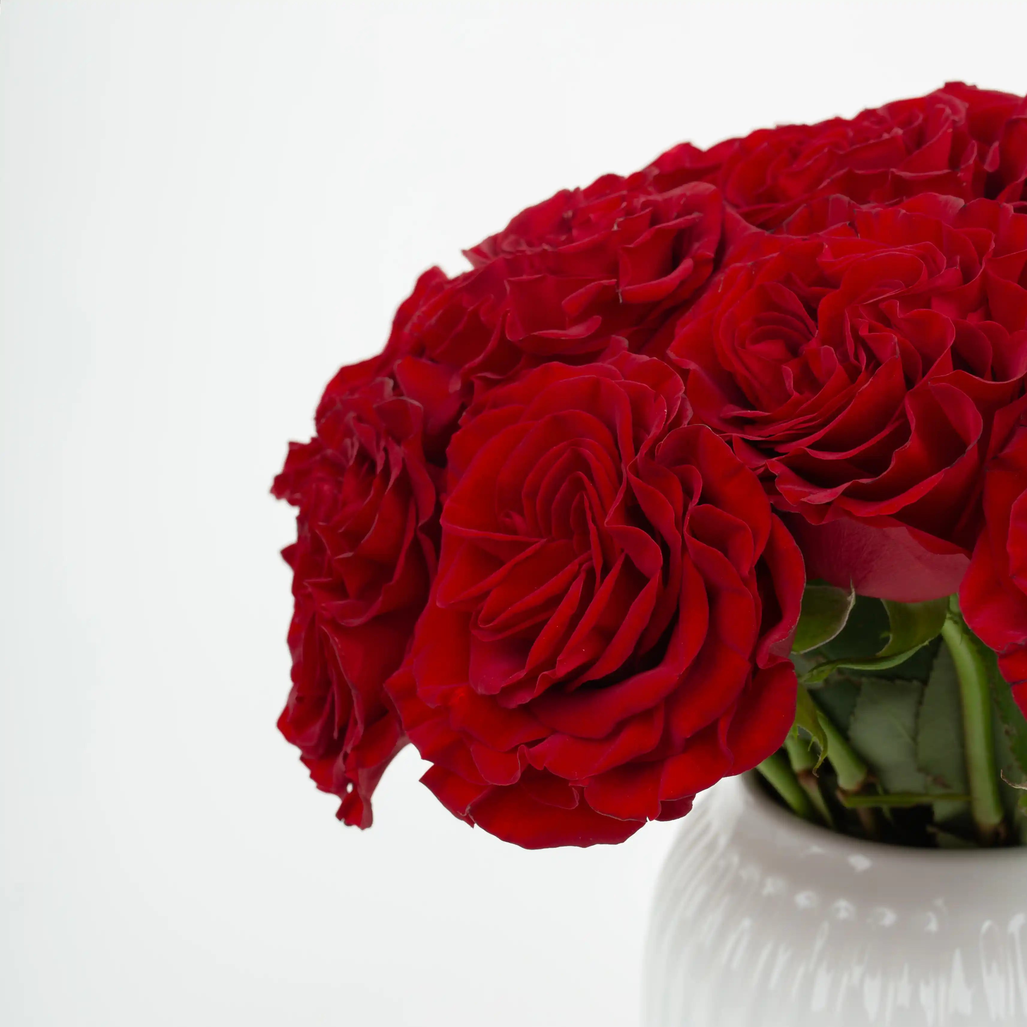 Róża Aksamitno-Czerwona