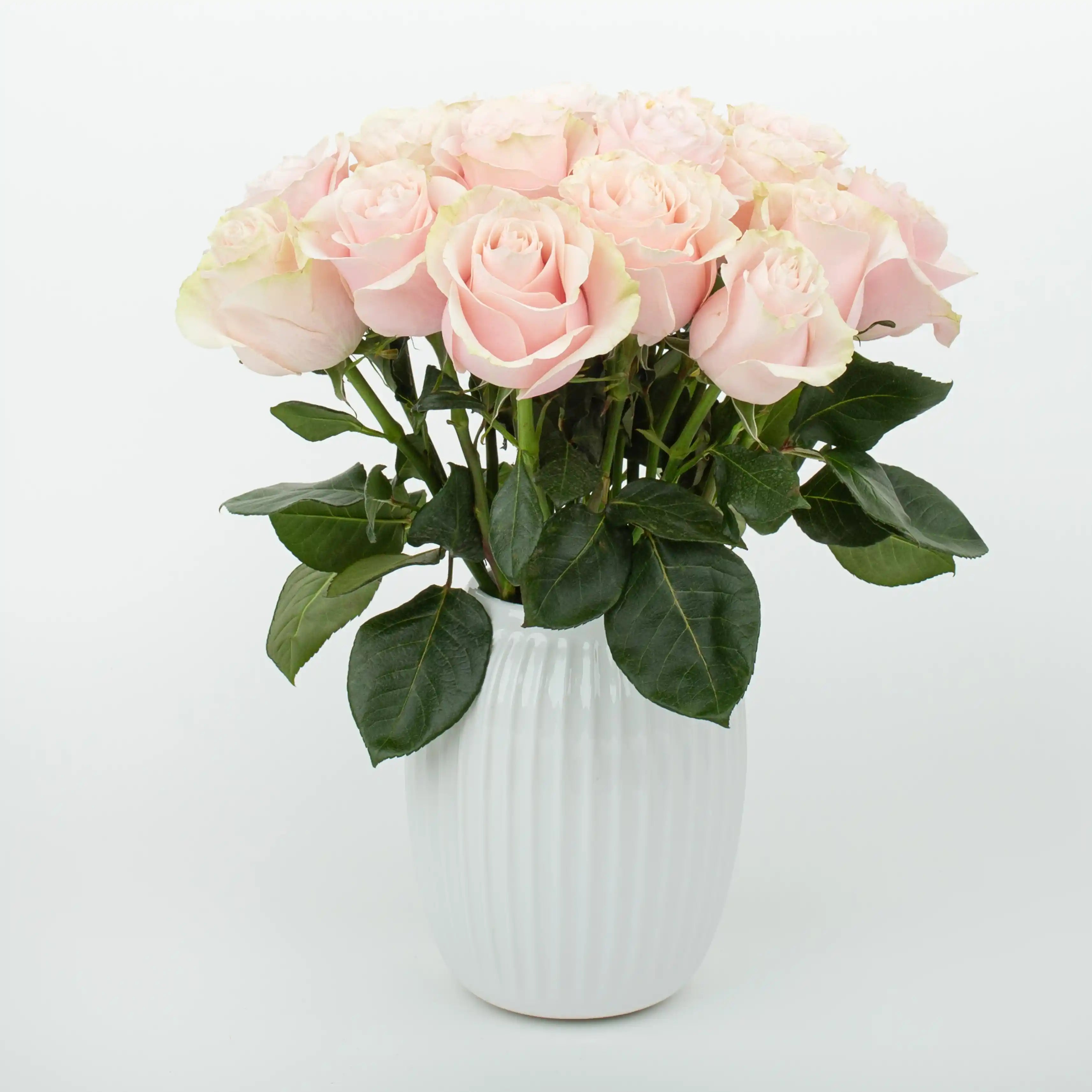 Róża Różowo-Zielona