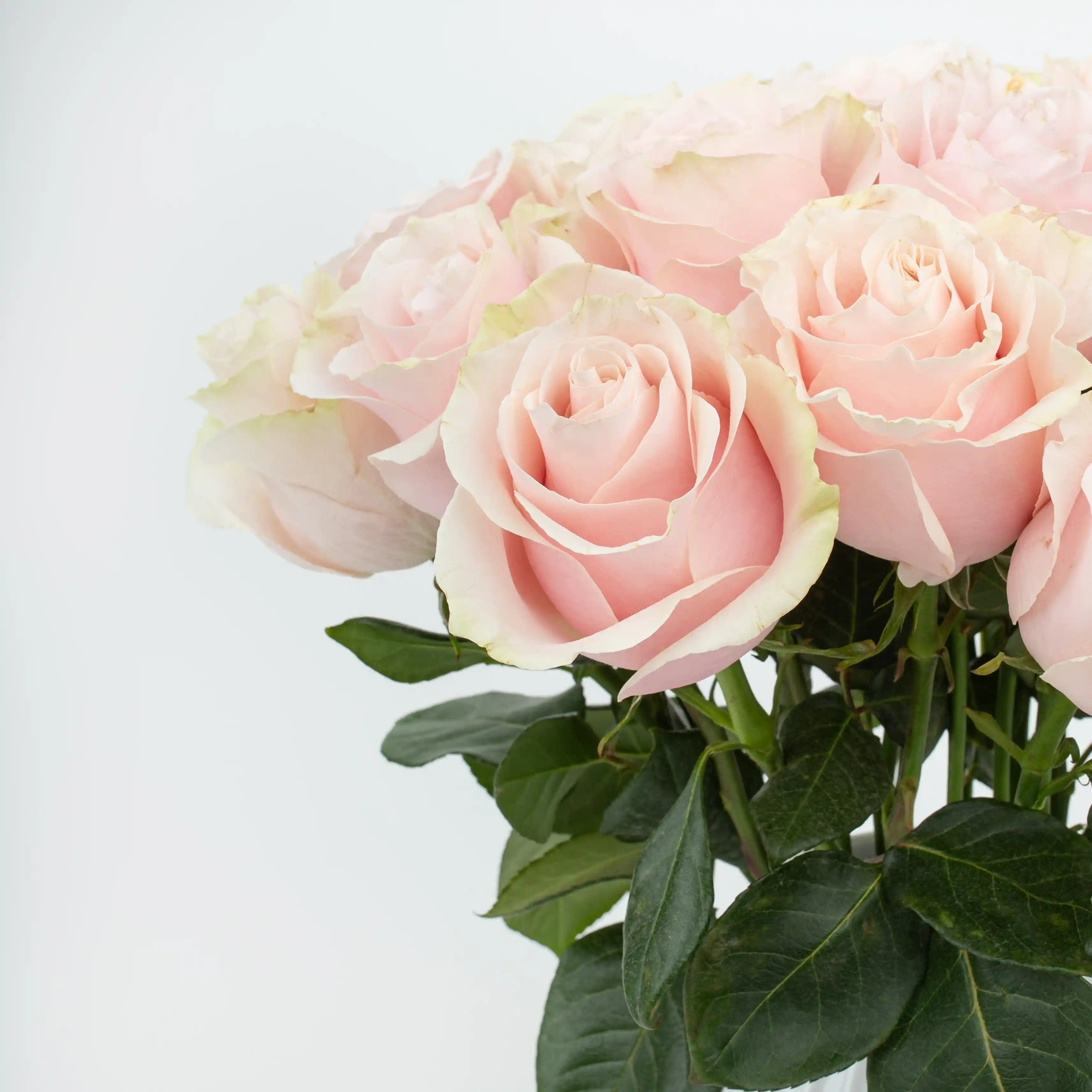 Róża Różowo-Zielona