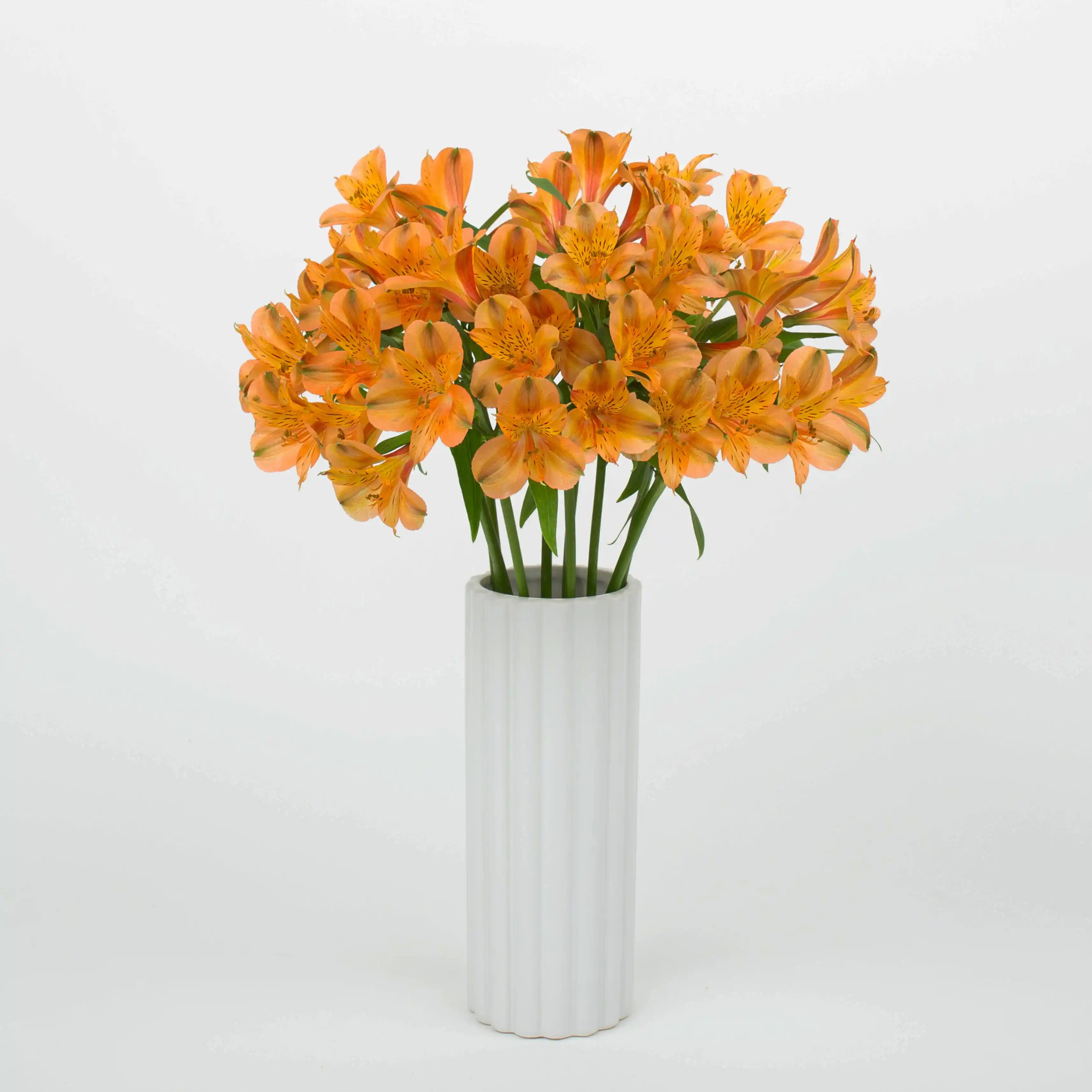 Alstremeria Pomarańczowa