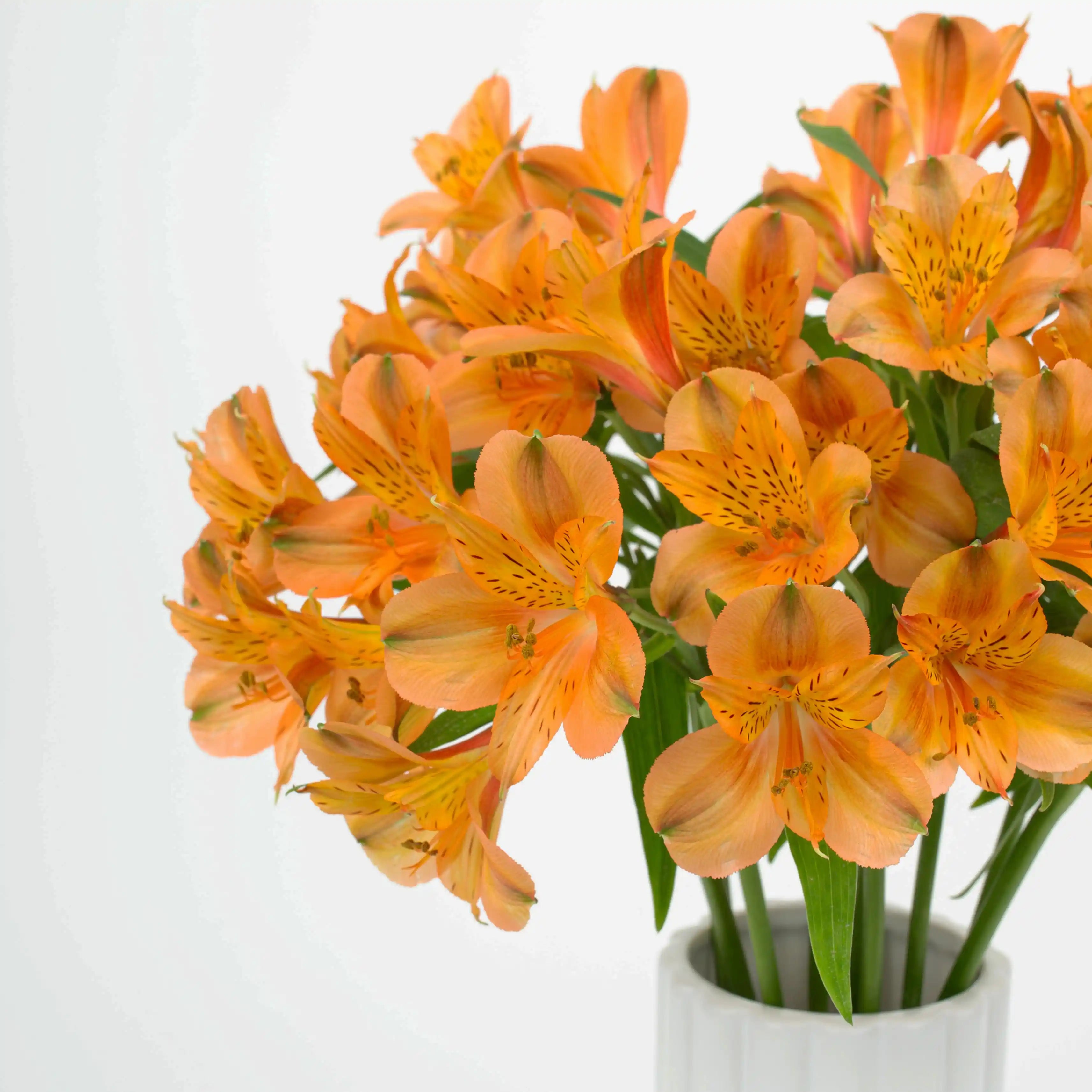 Alstremeria Pomarańczowa