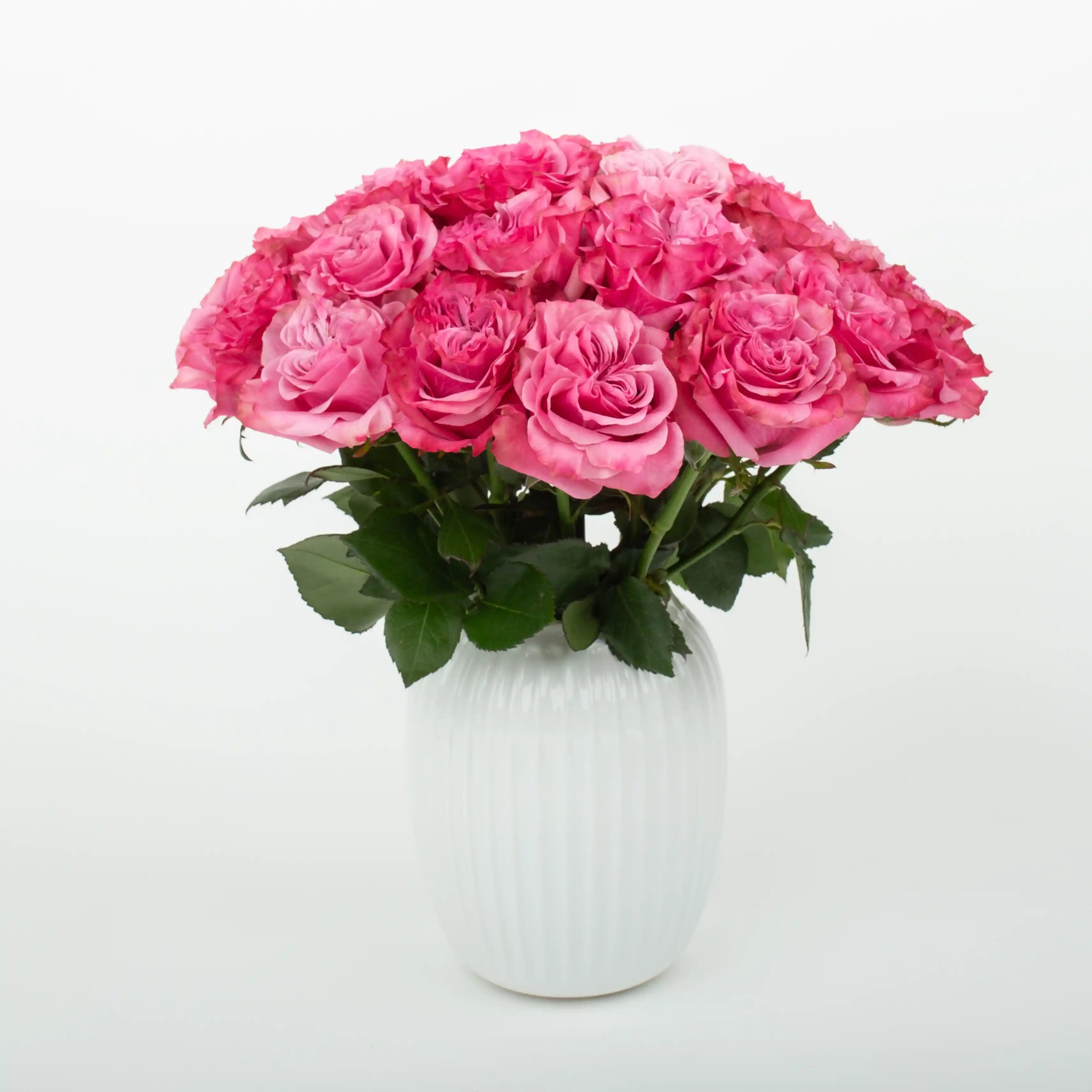 Róża Nasycony Róż