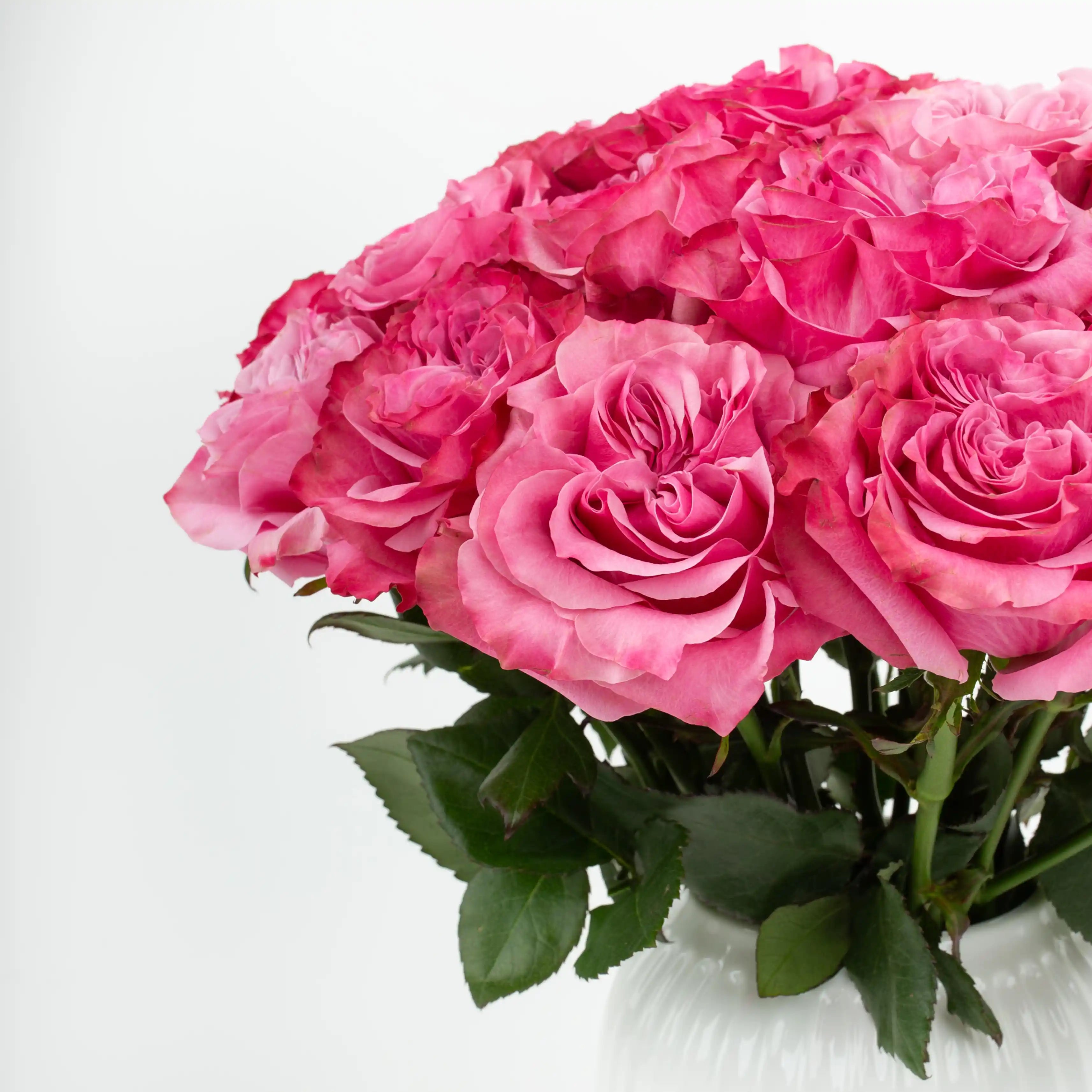 Róża Nasycony Róż