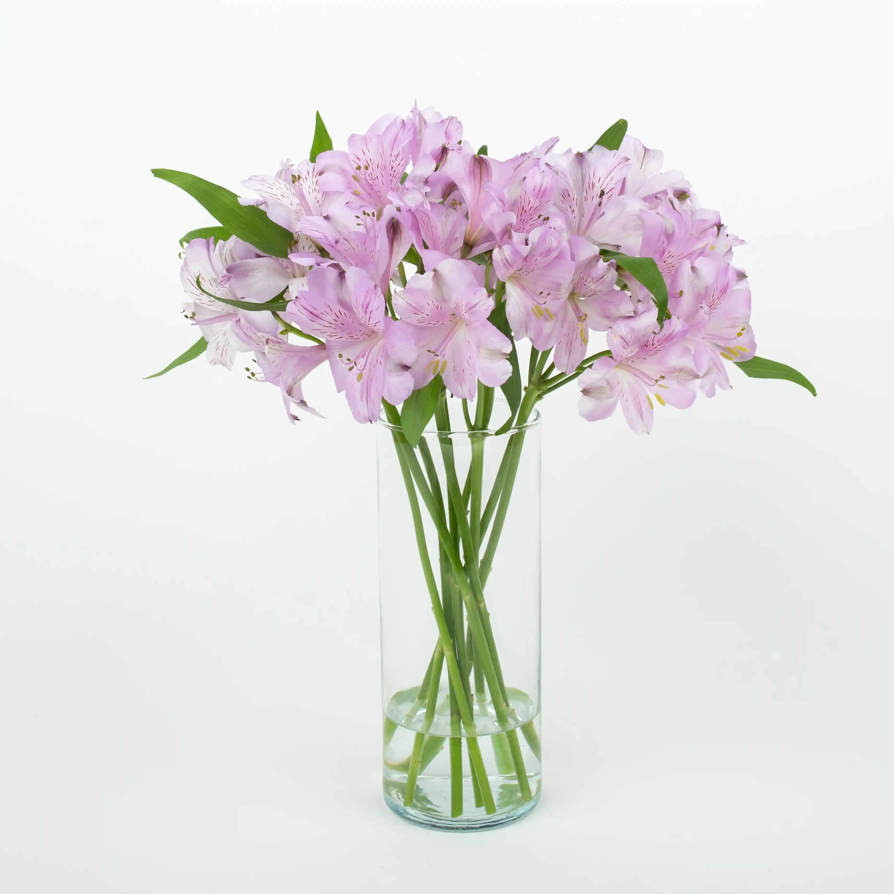 Alstremeria Fioletowa