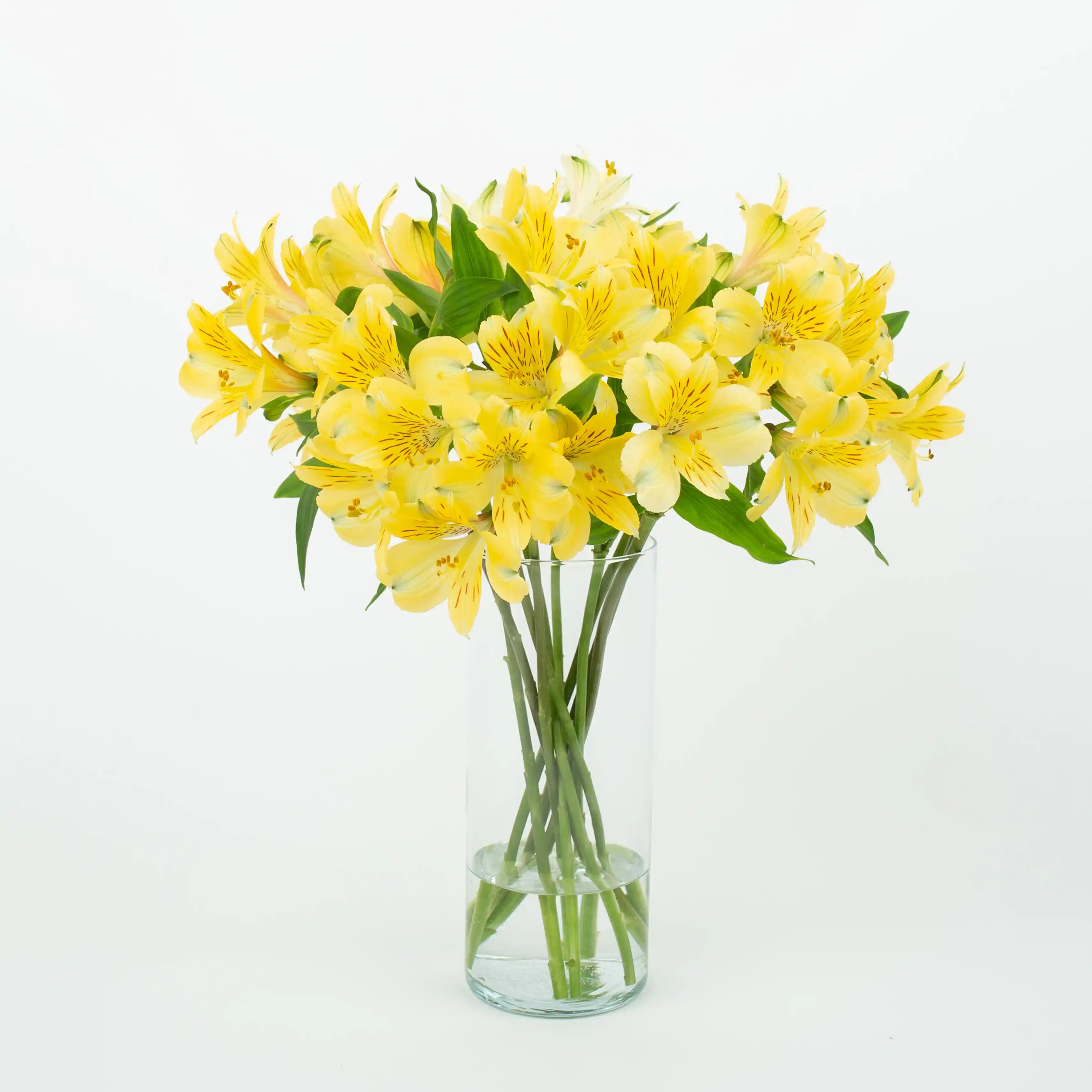 Alstremeria Żółta