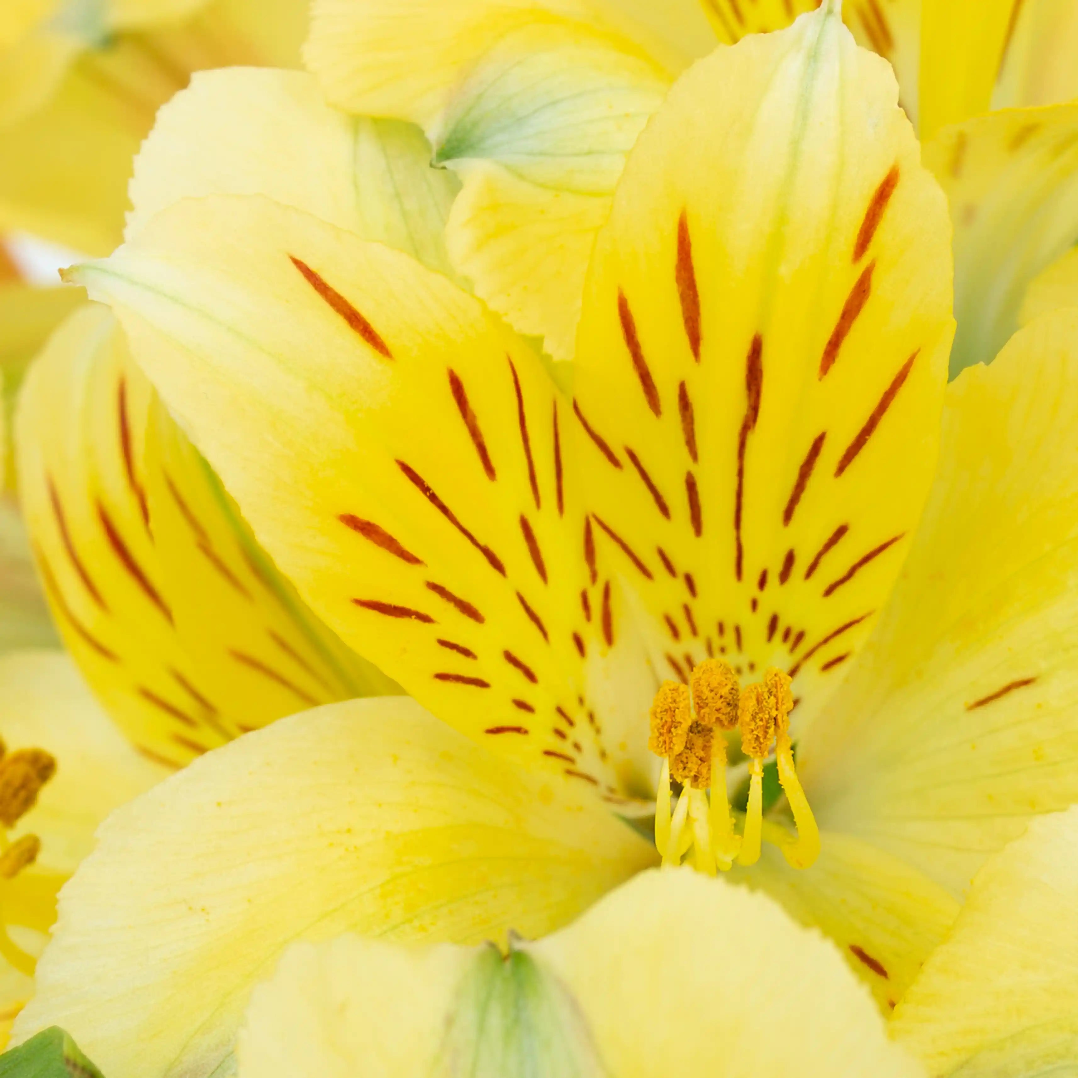 Alstremeria Żółta