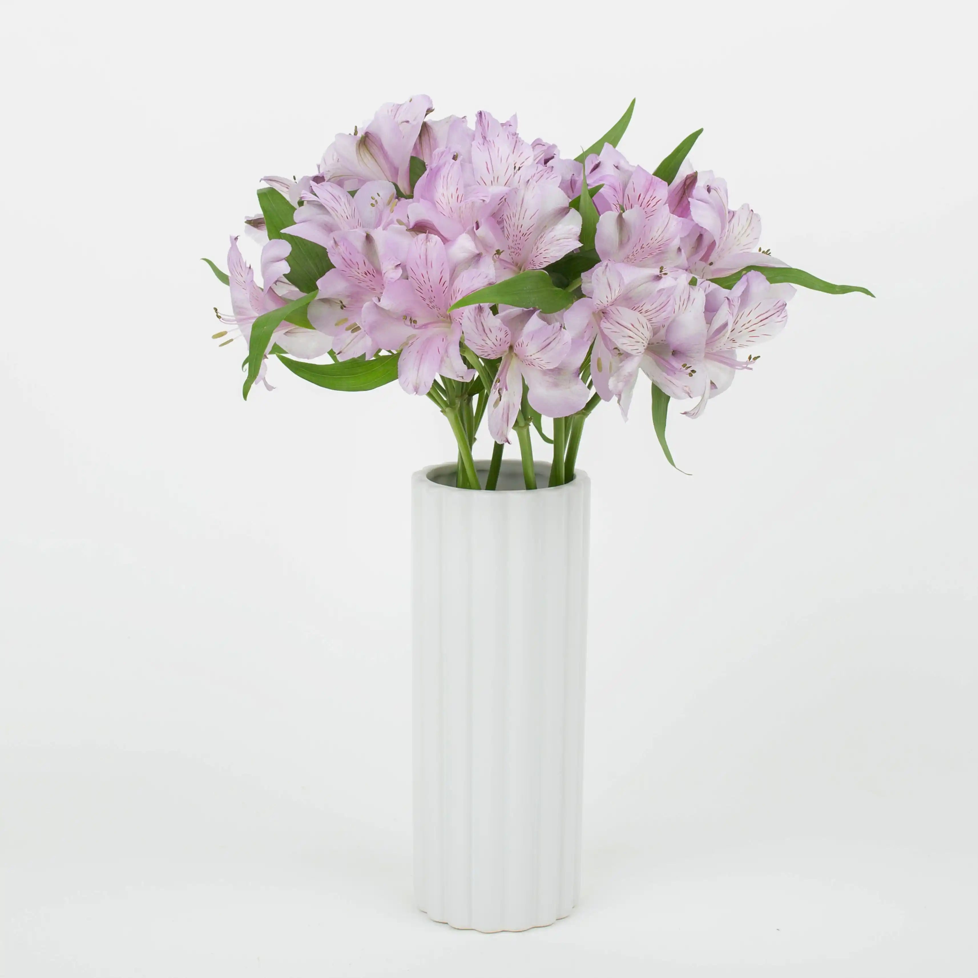 Alstremeria Fioletowa