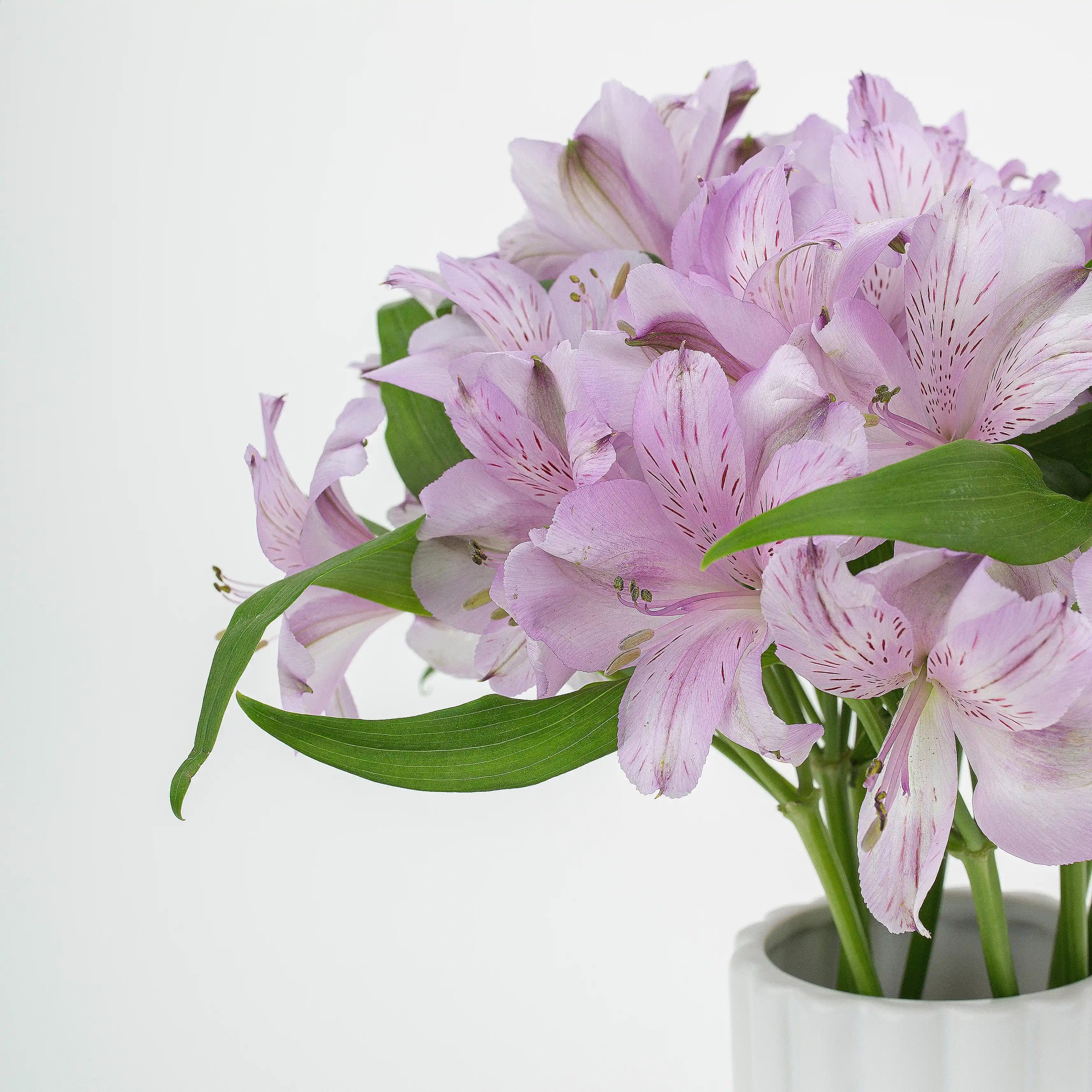 Alstremeria Fioletowa