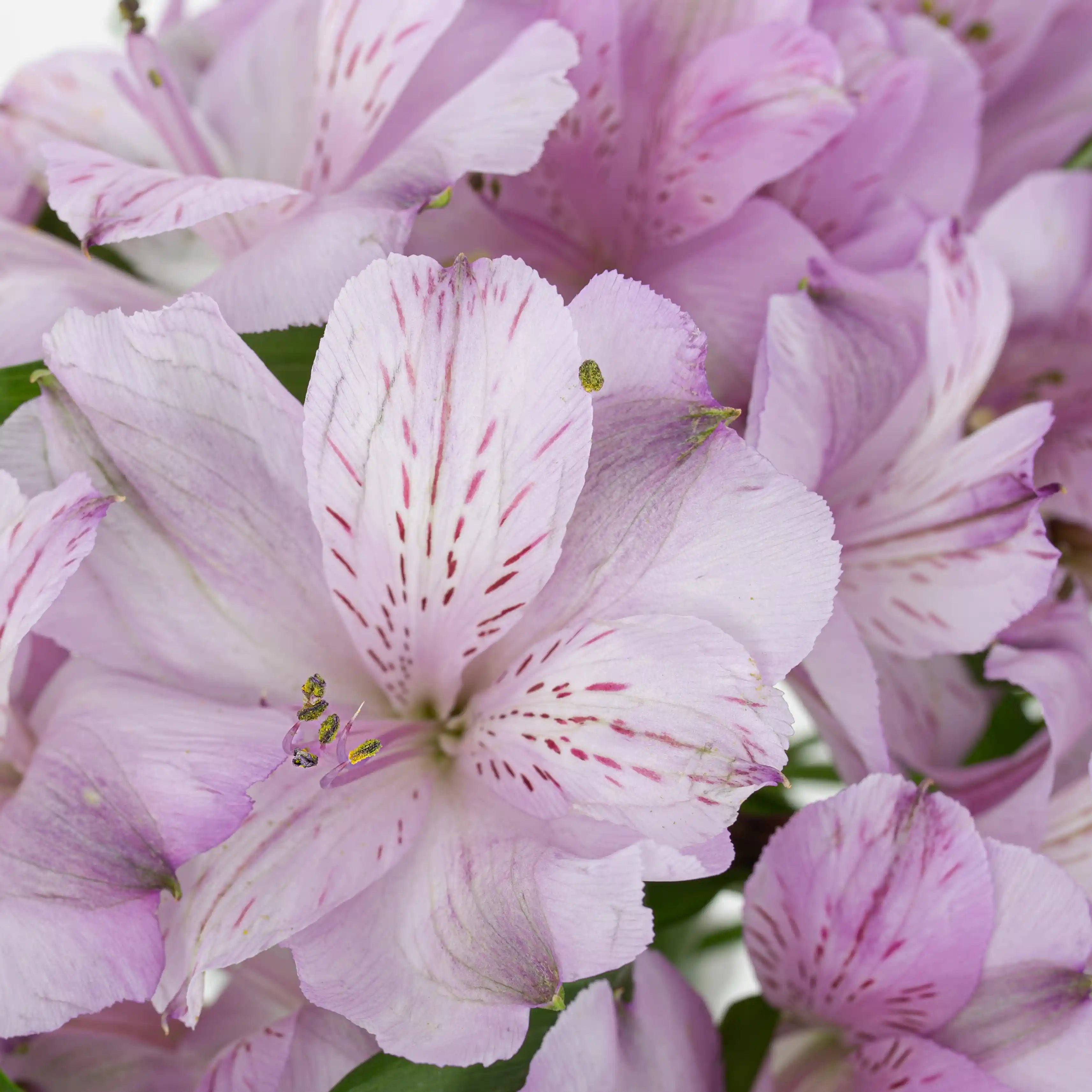 Alstremeria Fioletowa