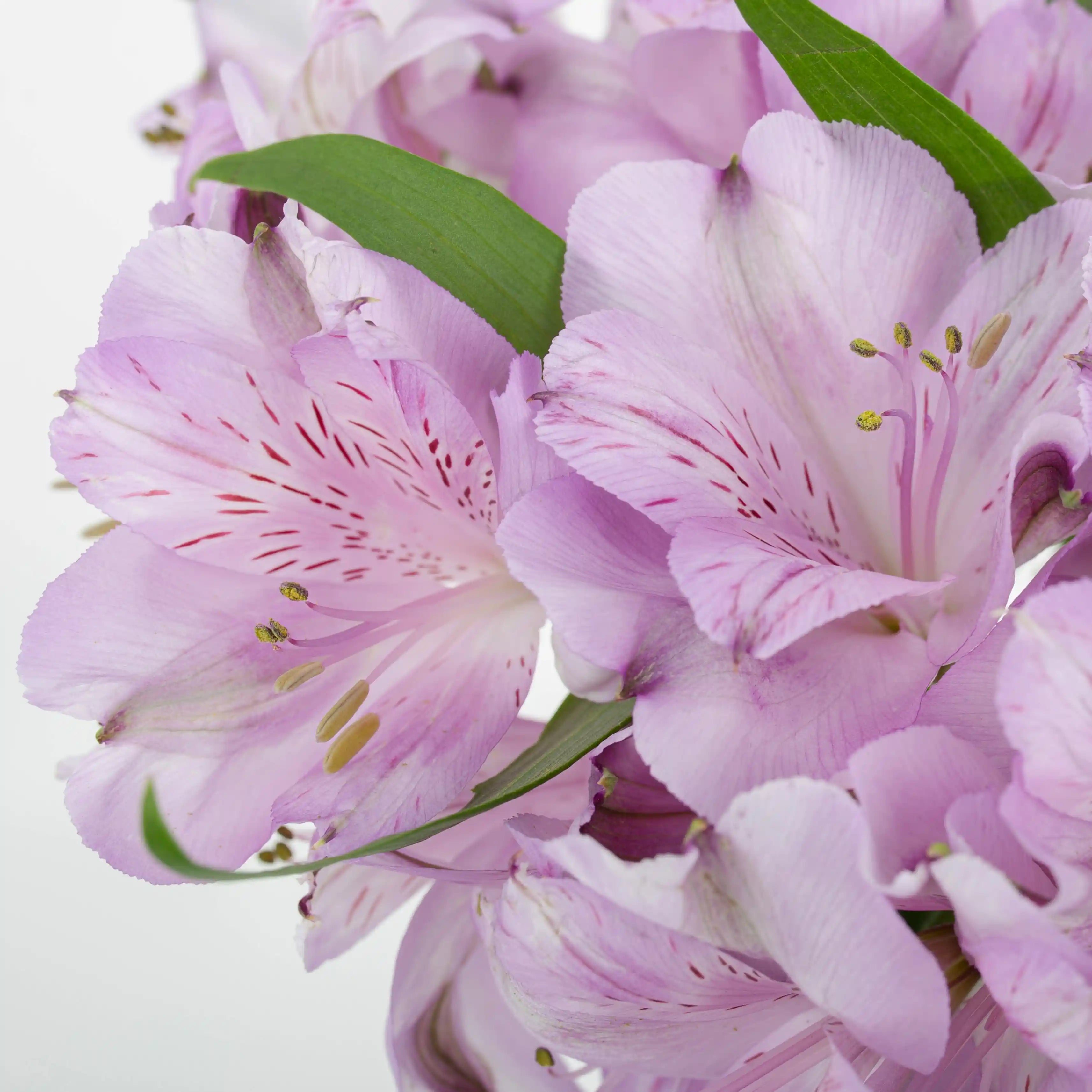 Alstremeria Fioletowa