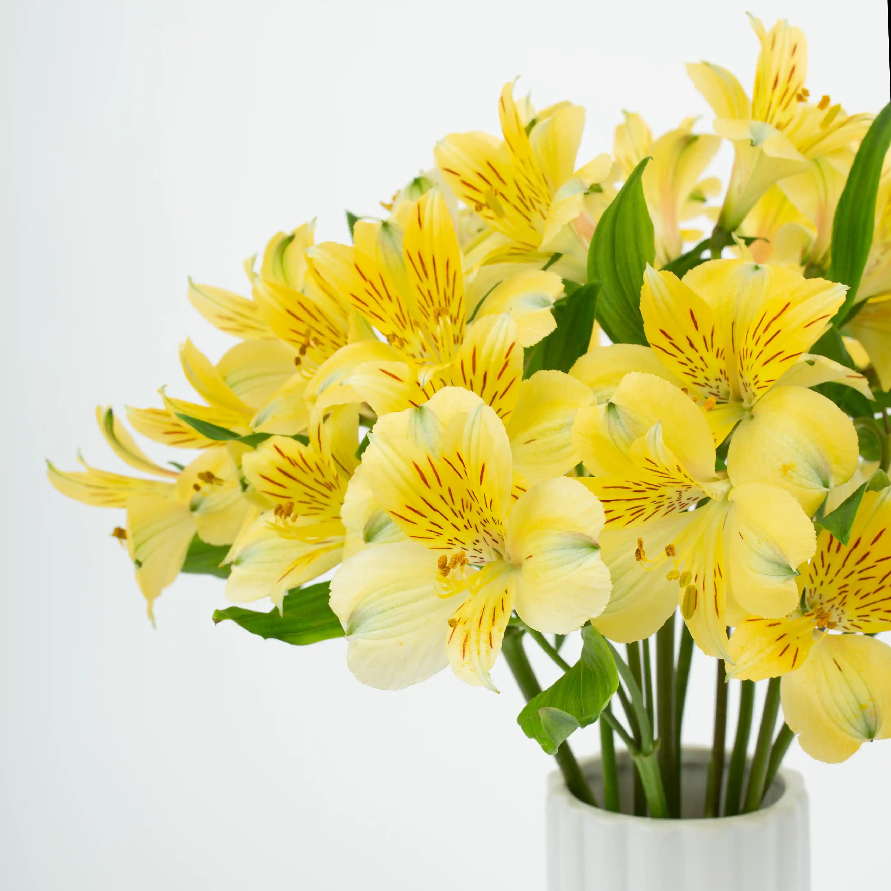 Alstremeria Żółta