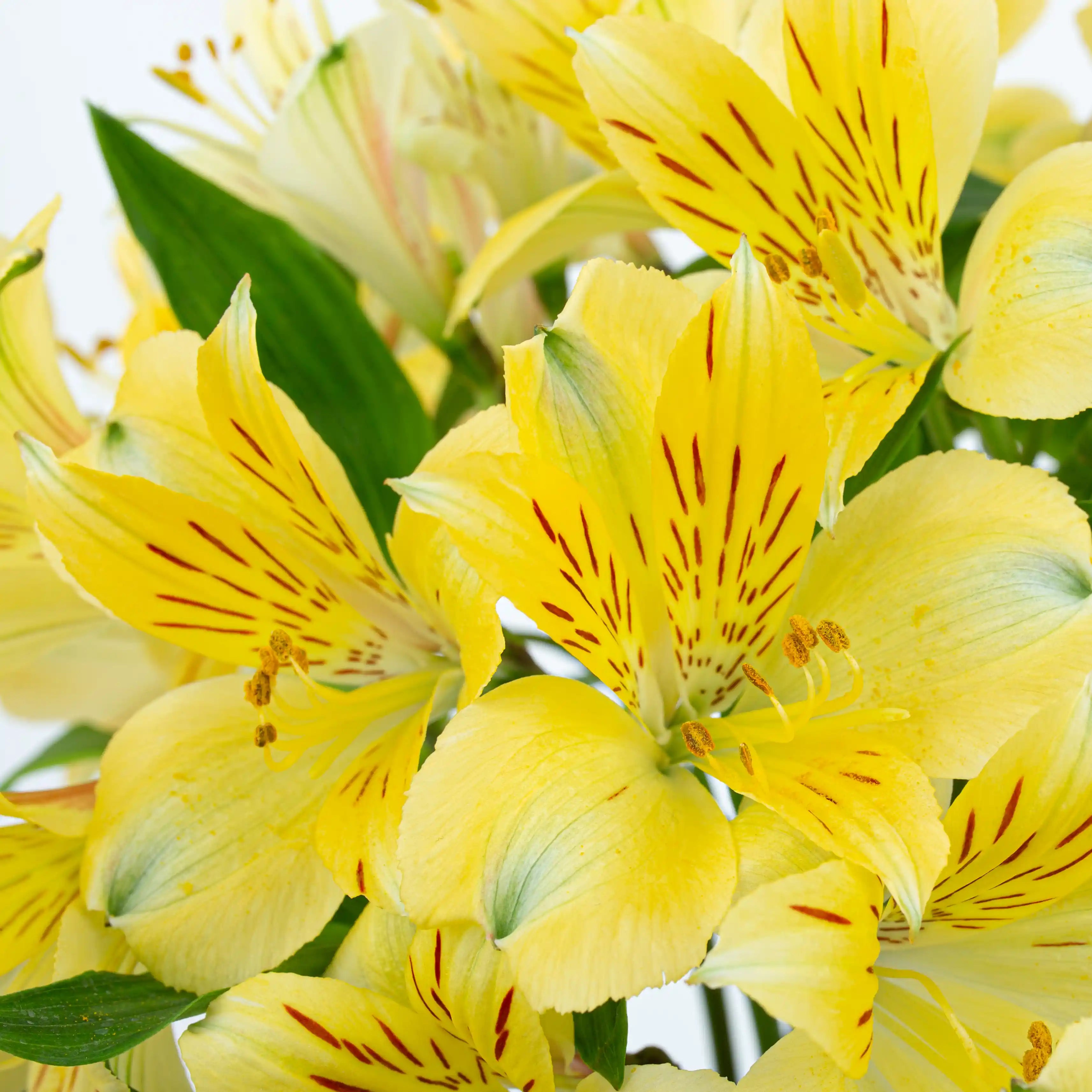 Alstremeria Żółta