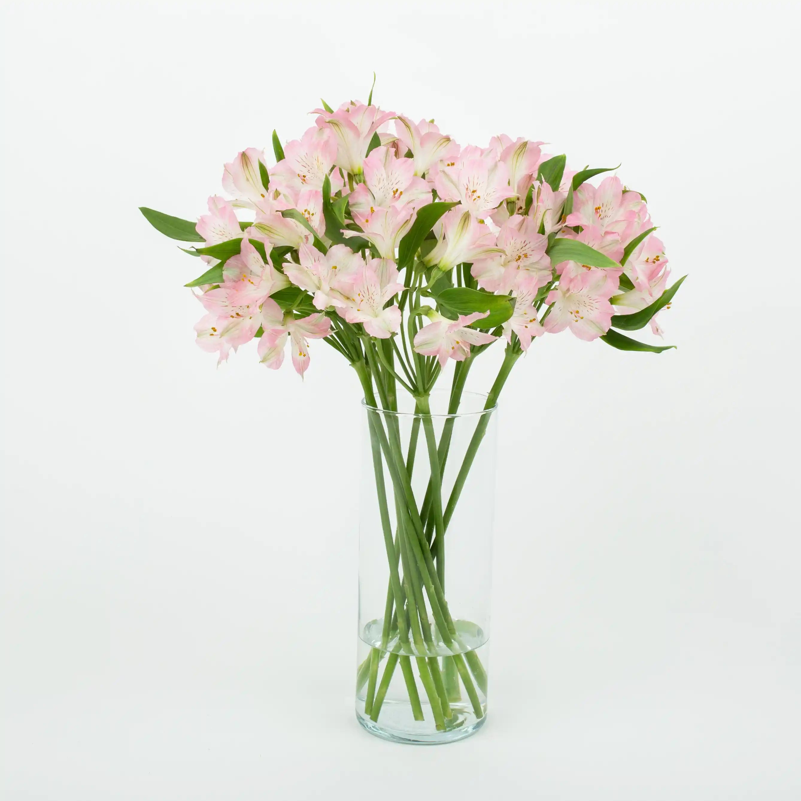 Alstremeria Różowa