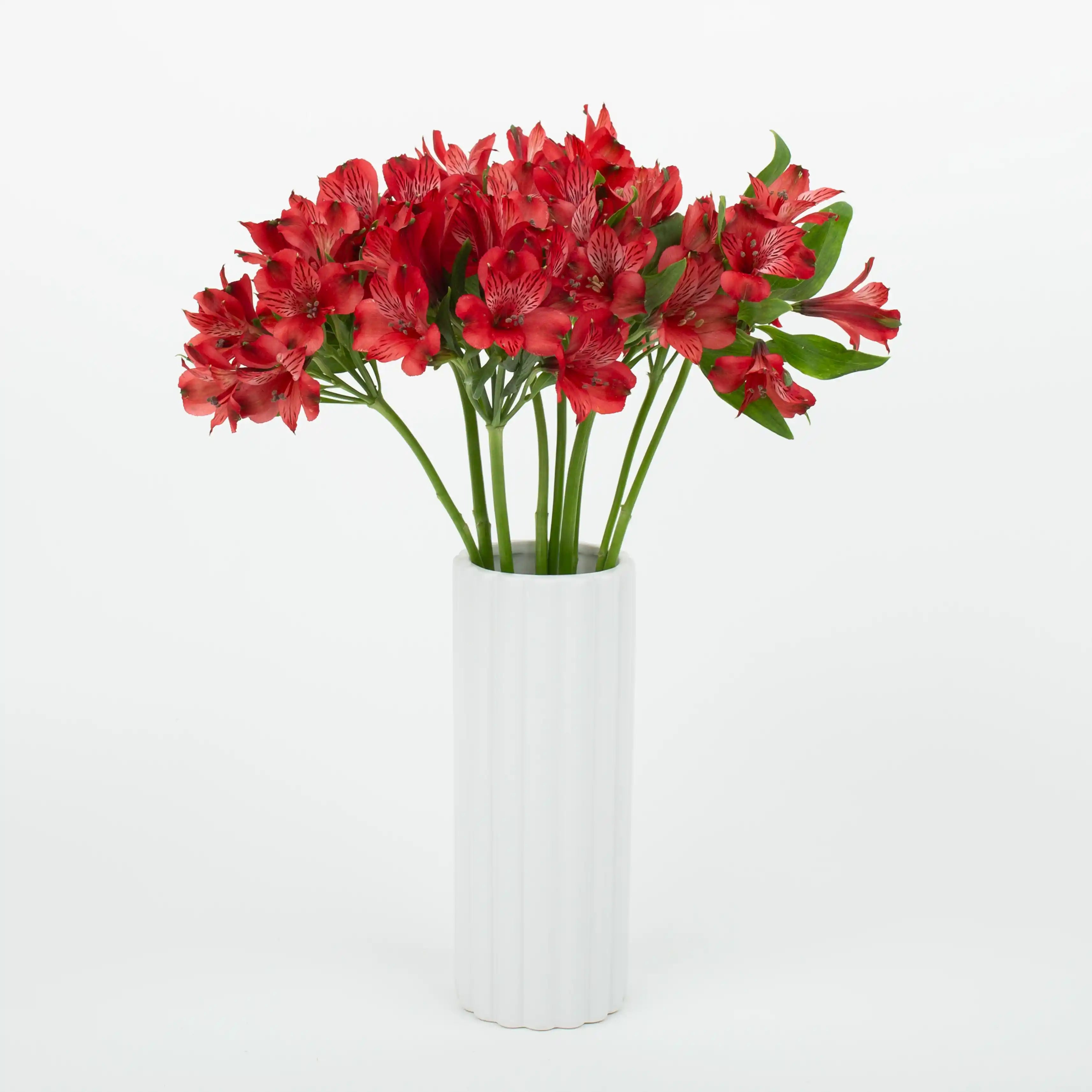 Alstremeria Czerwona