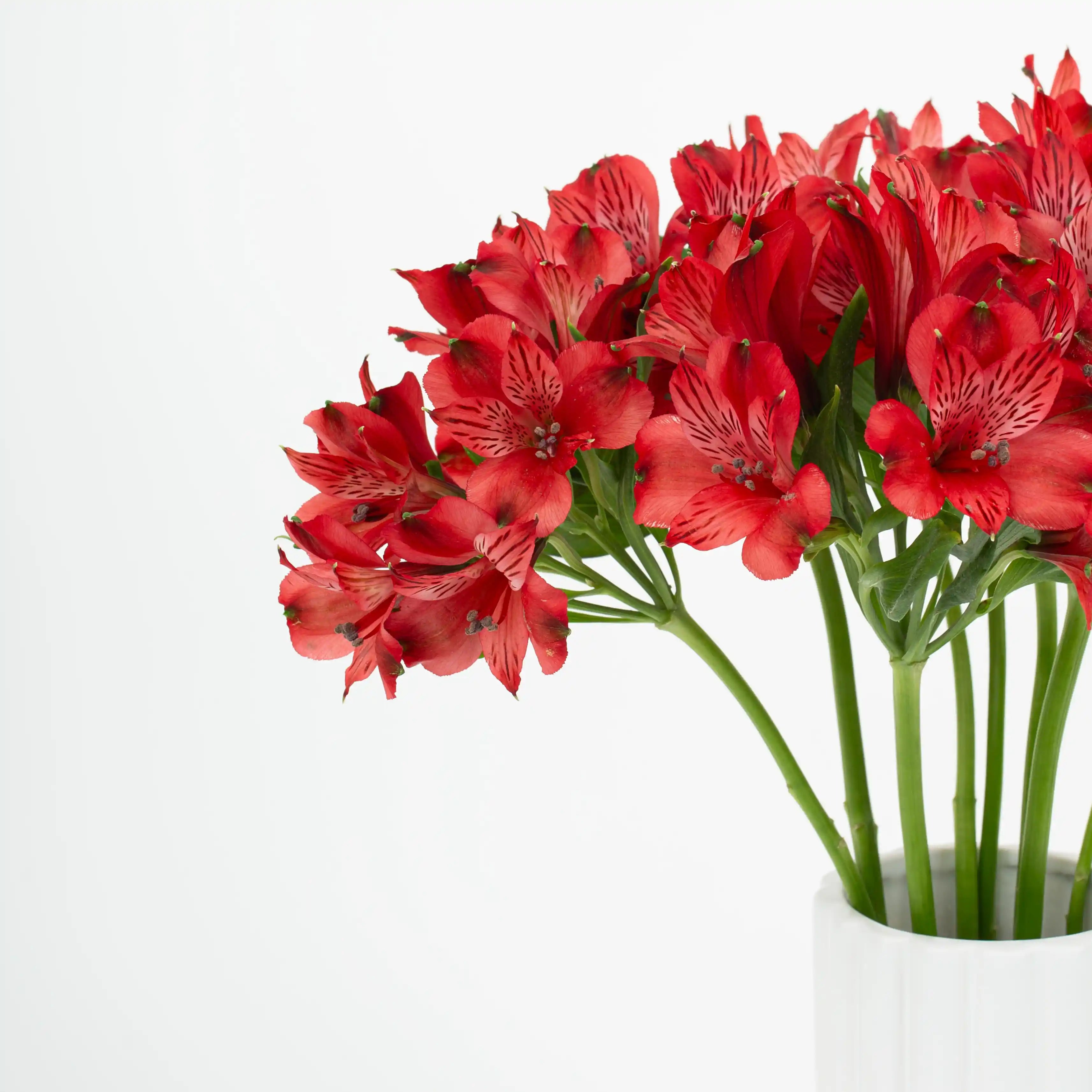 Alstremeria Czerwona