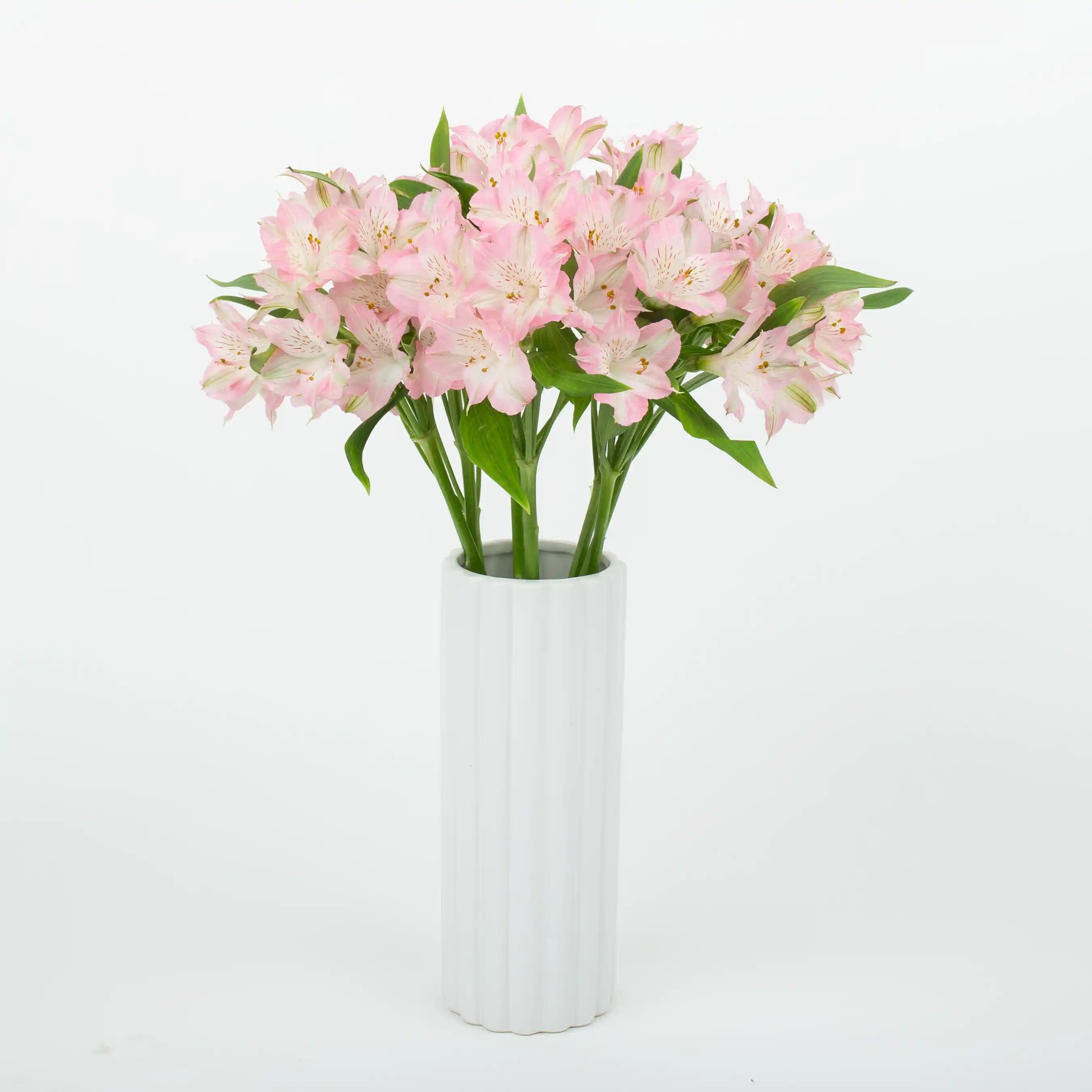 Alstremeria Różowa