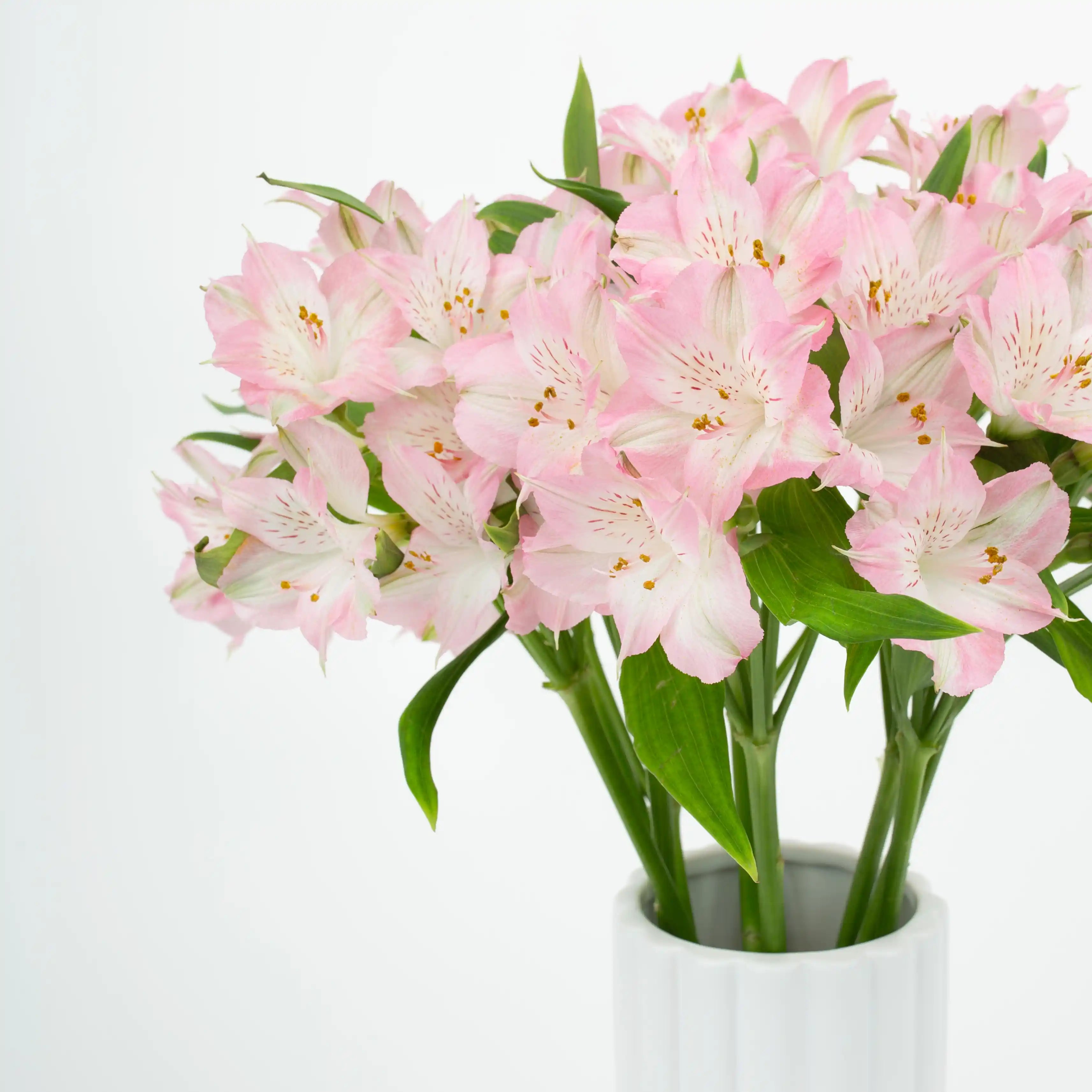 Alstremeria Różowa