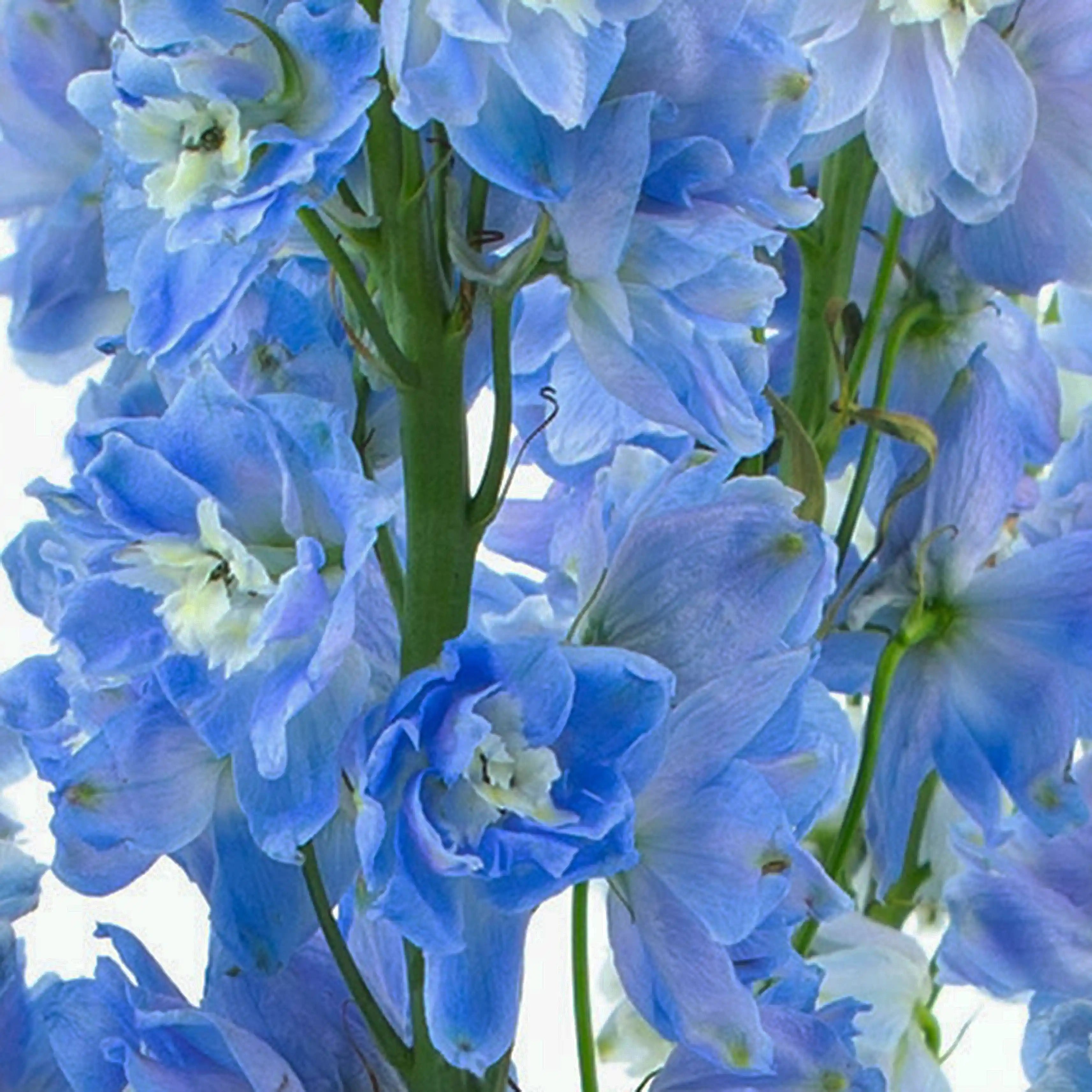 Ostróżka Jasnobłękitna