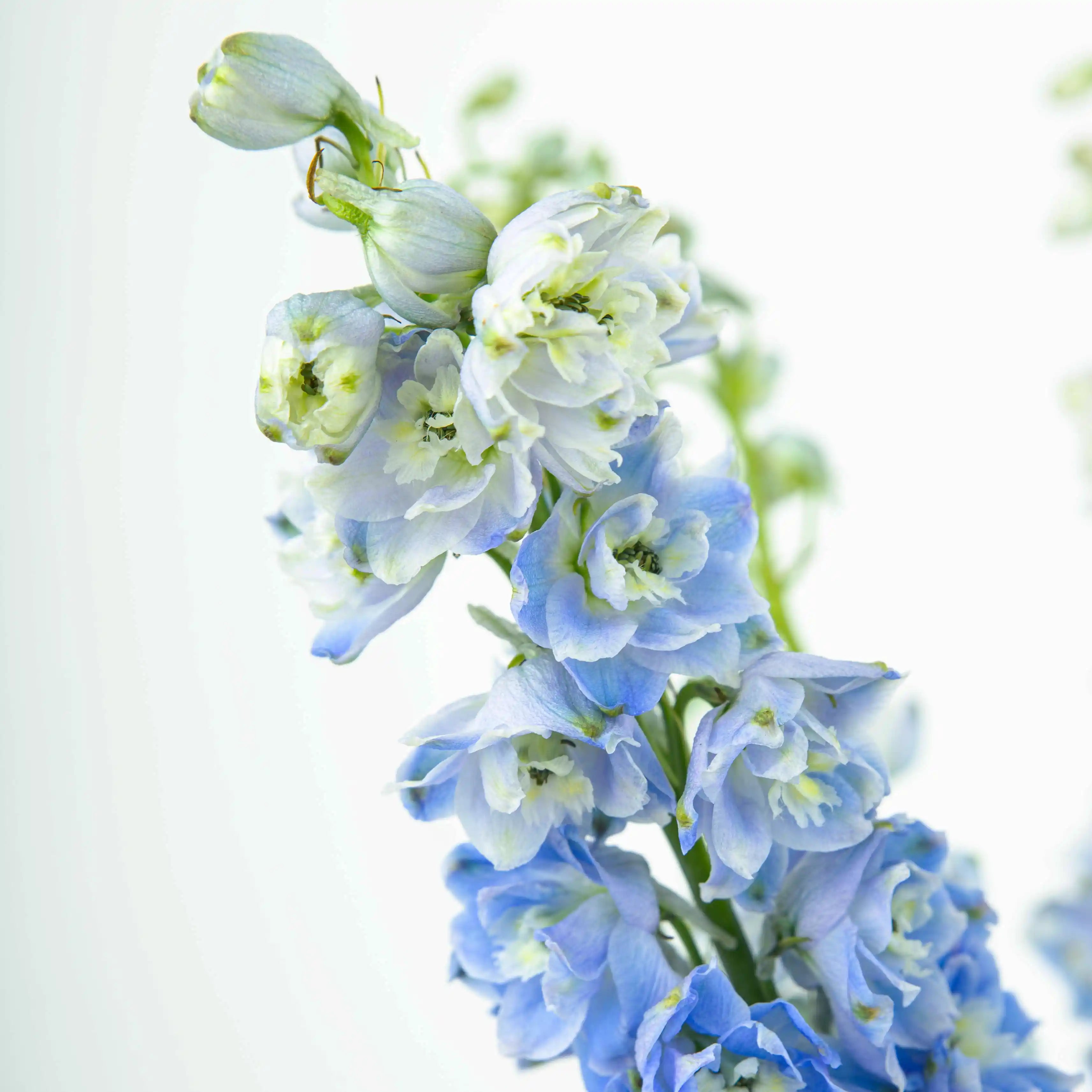 Ostróżka Jasnobłękitna