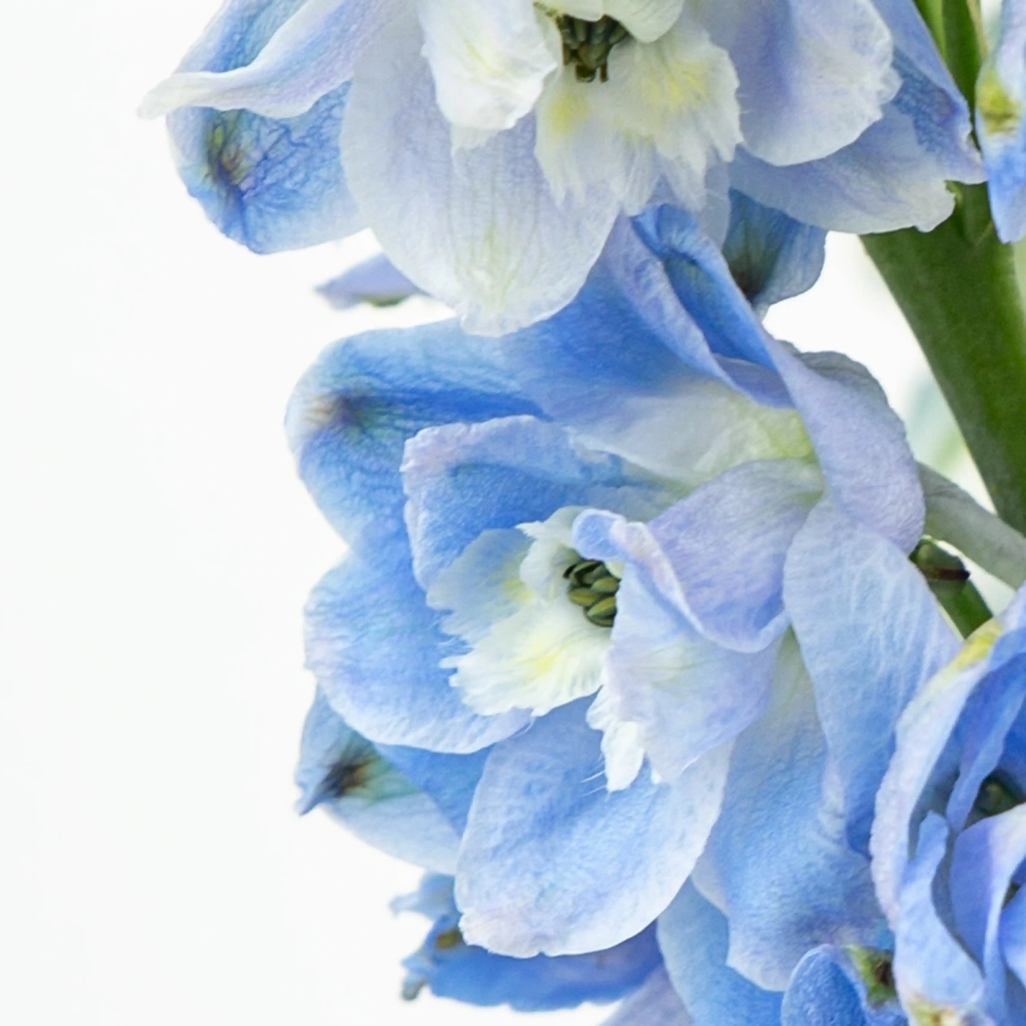 Ostróżka Jasnobłękitna