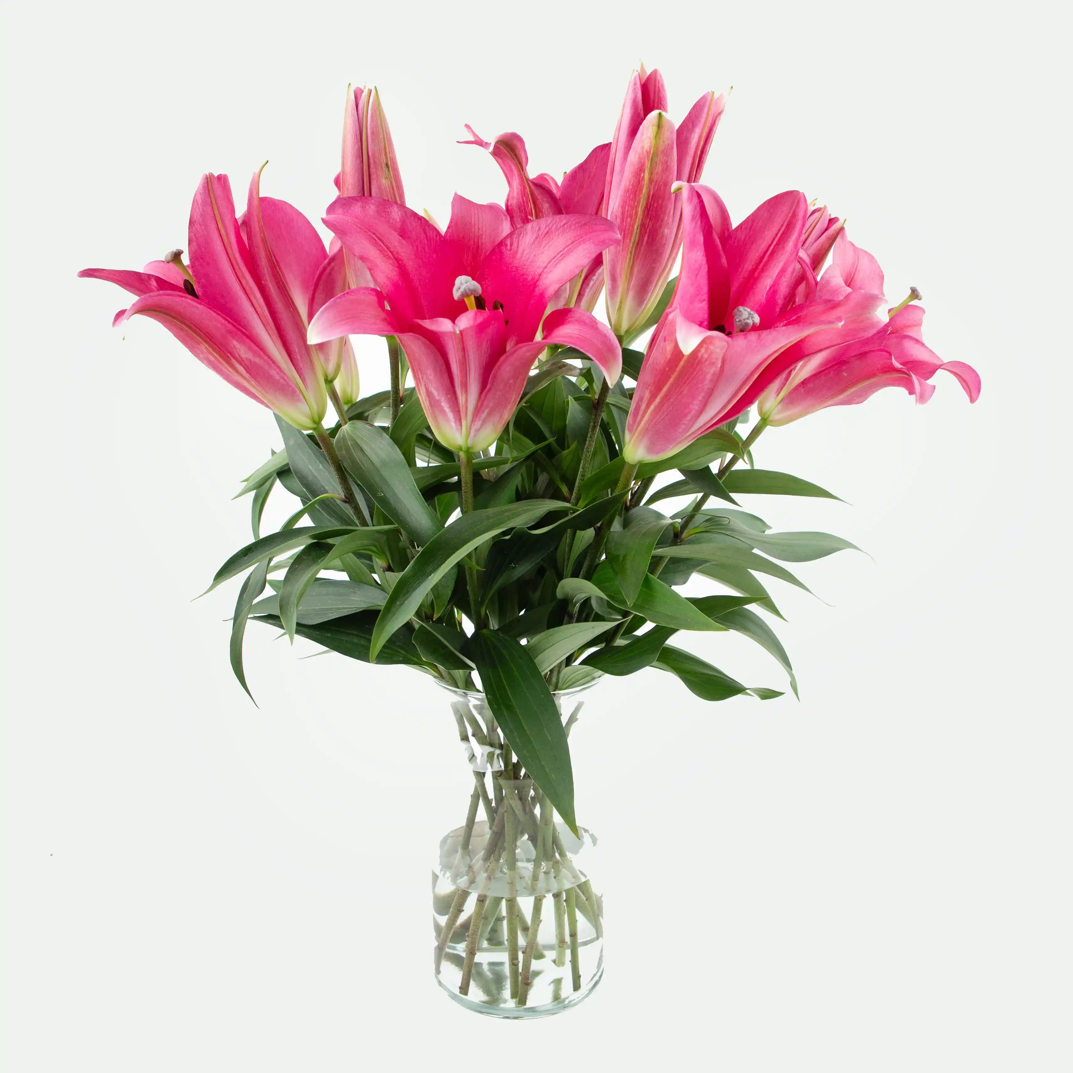 Lilia Ciemnoróżowa