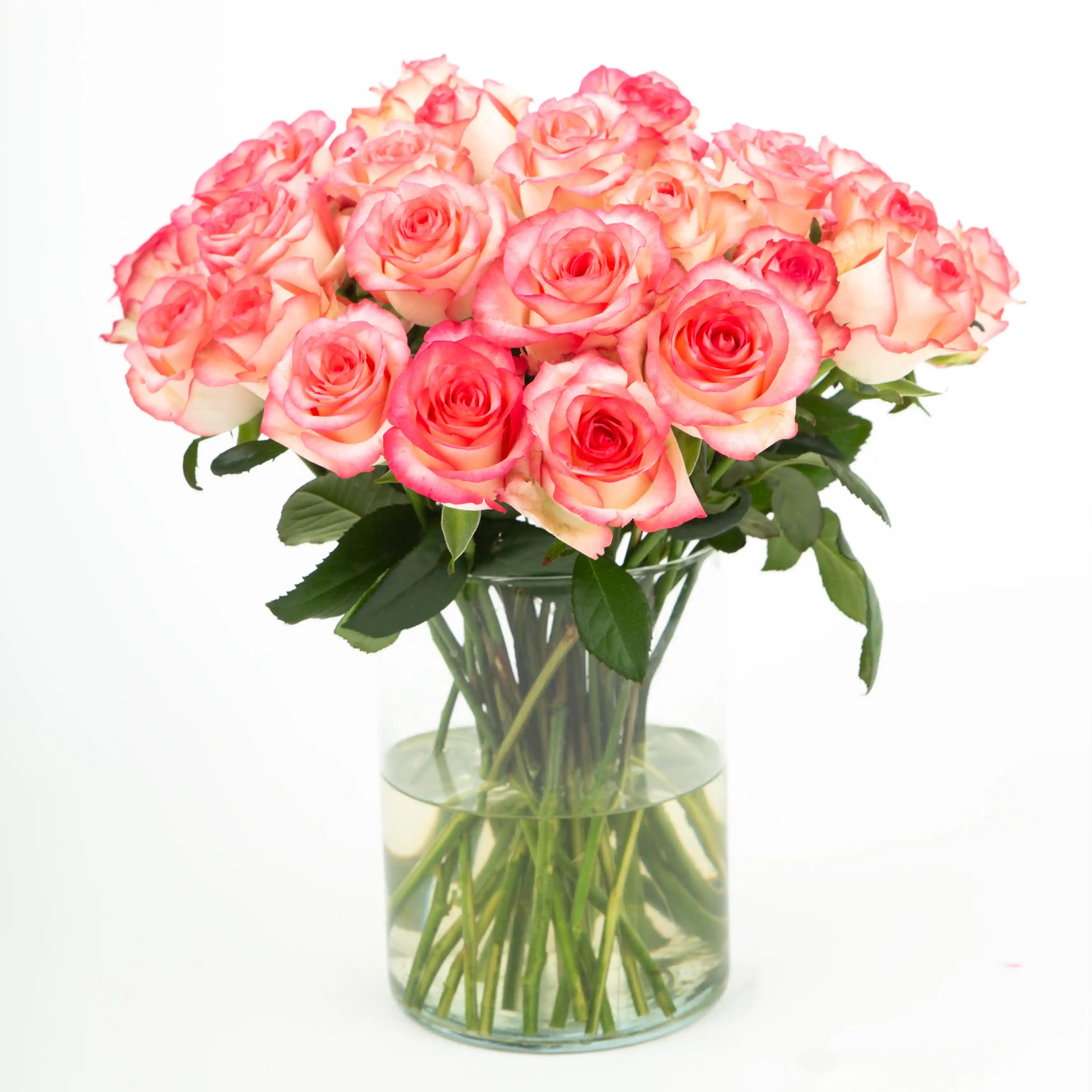 Róża Różowo-Kremowa