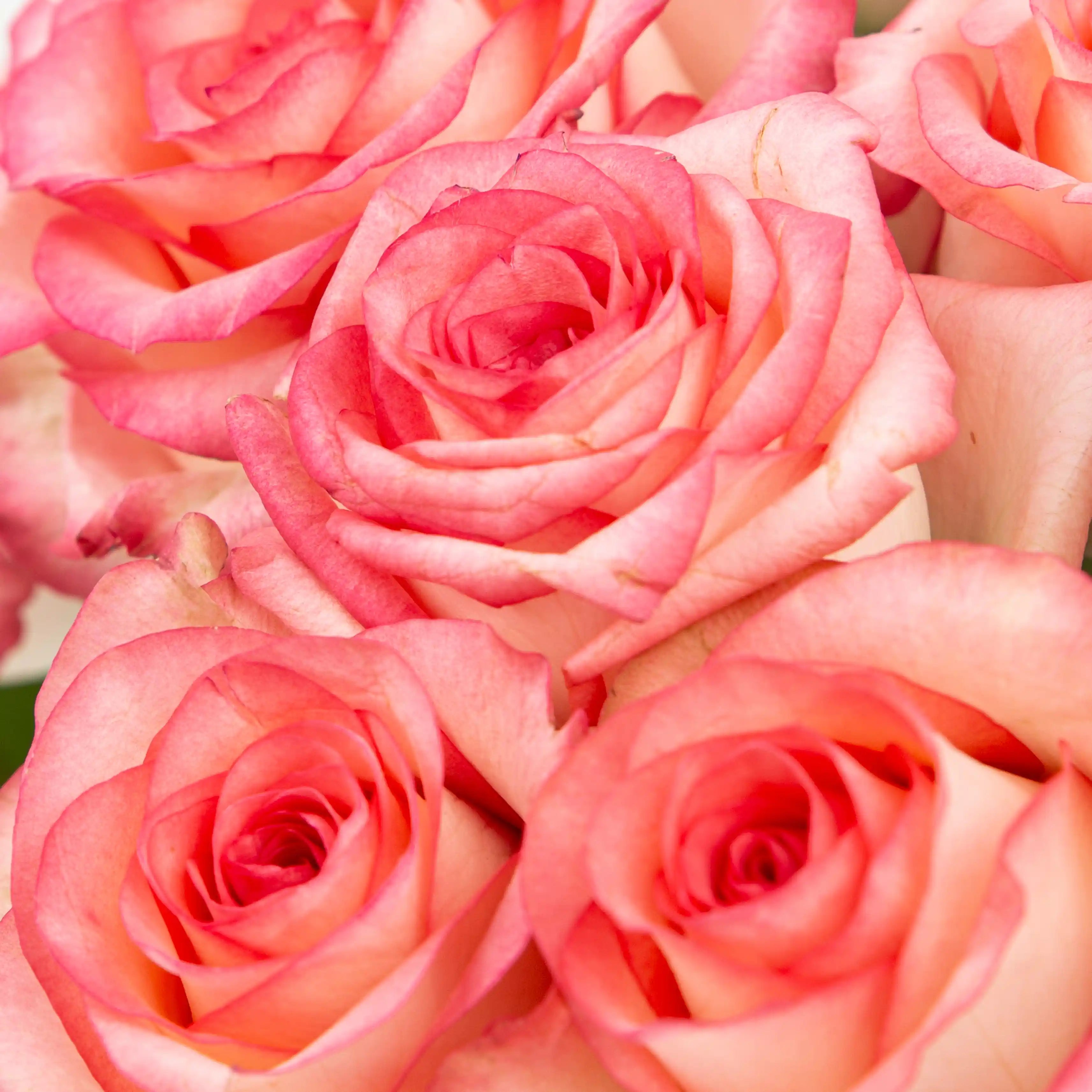 Róża Różowo-Kremowa