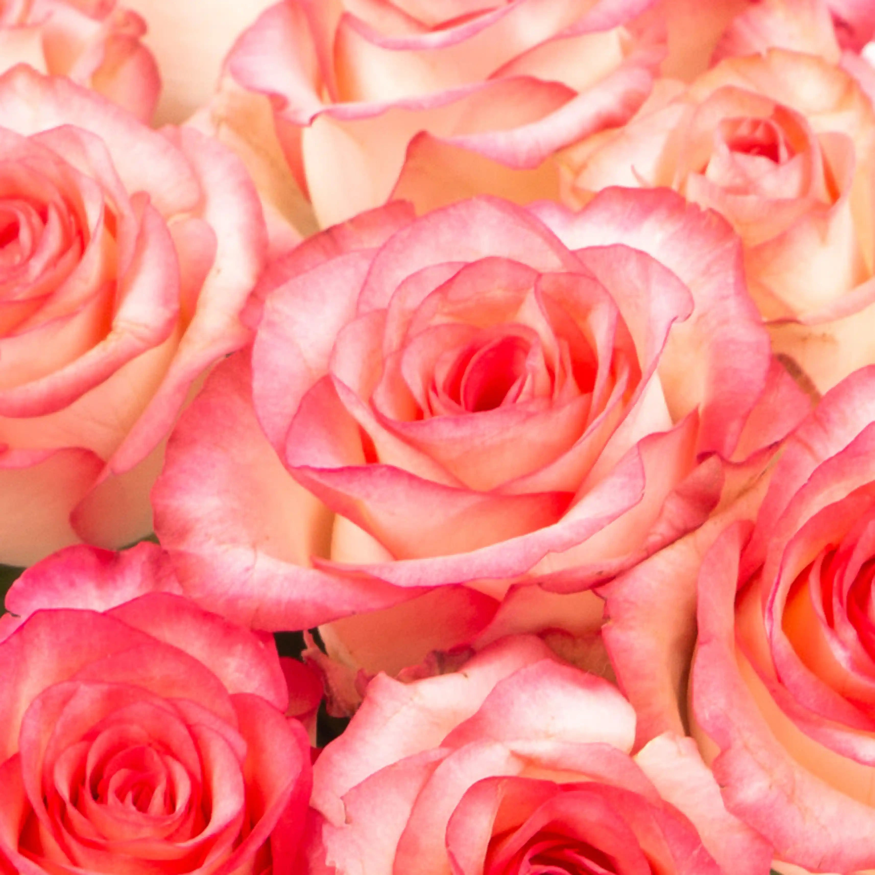 Róża Różowo-Kremowa