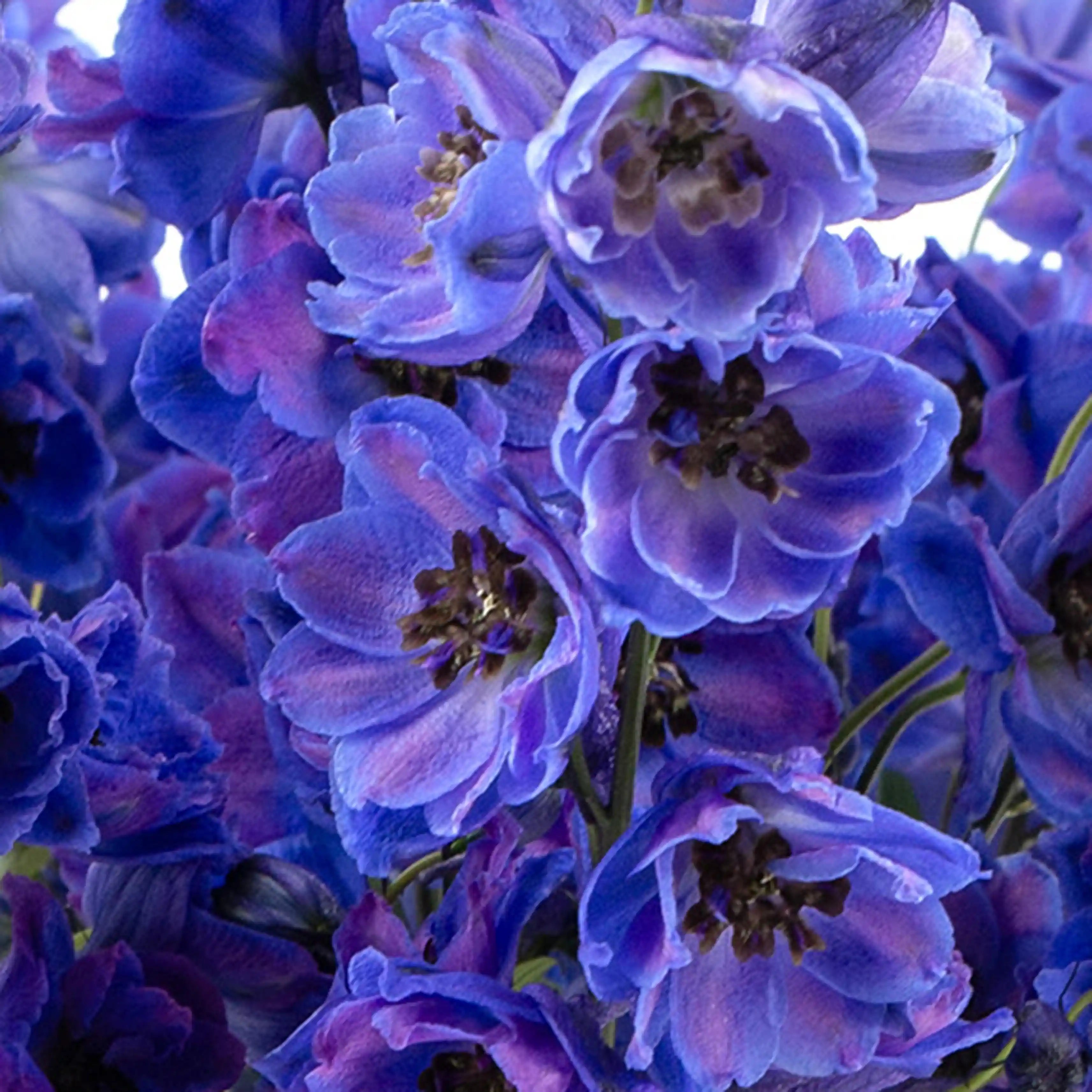 Ostróżka Niebieska