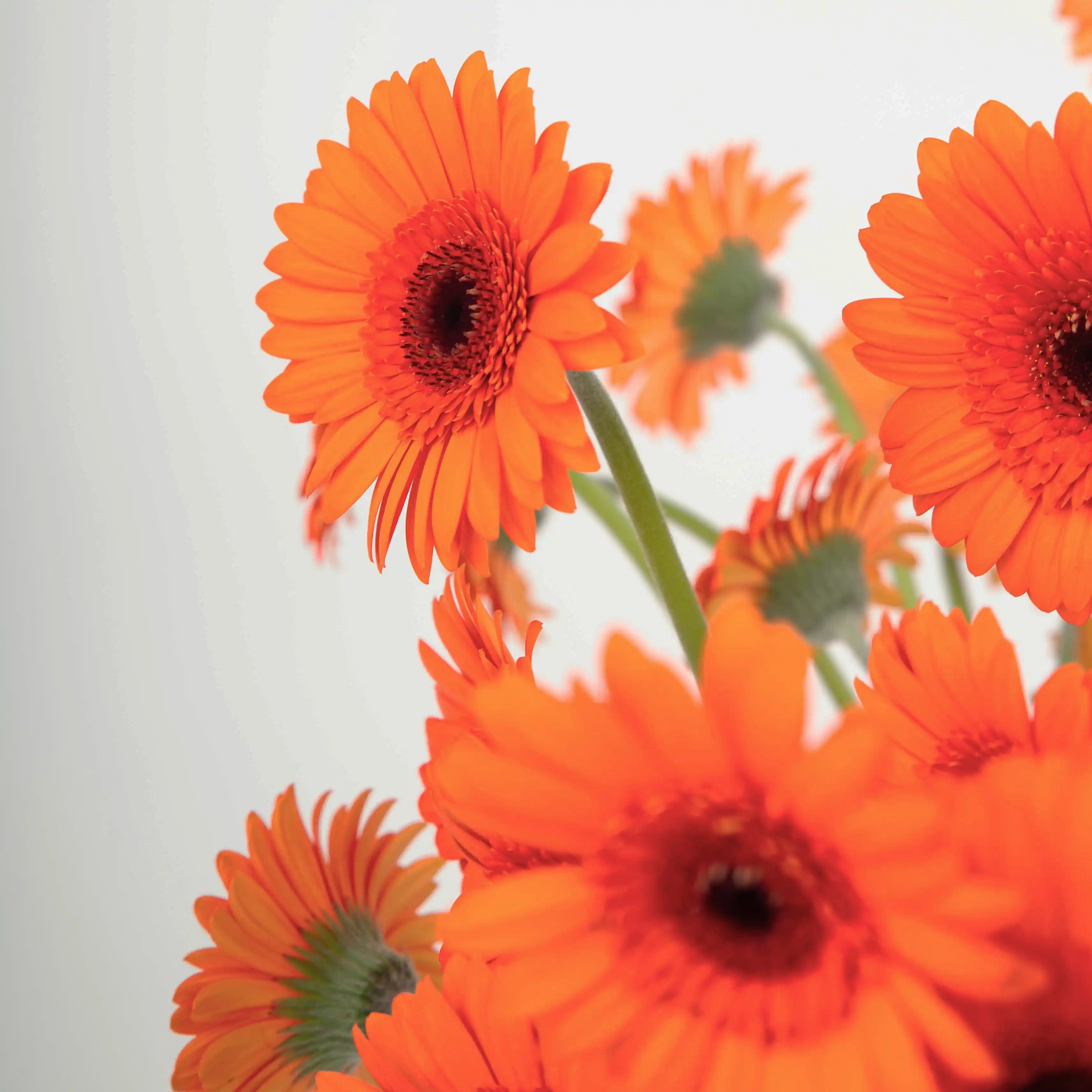 Gerber Pomarańczowy