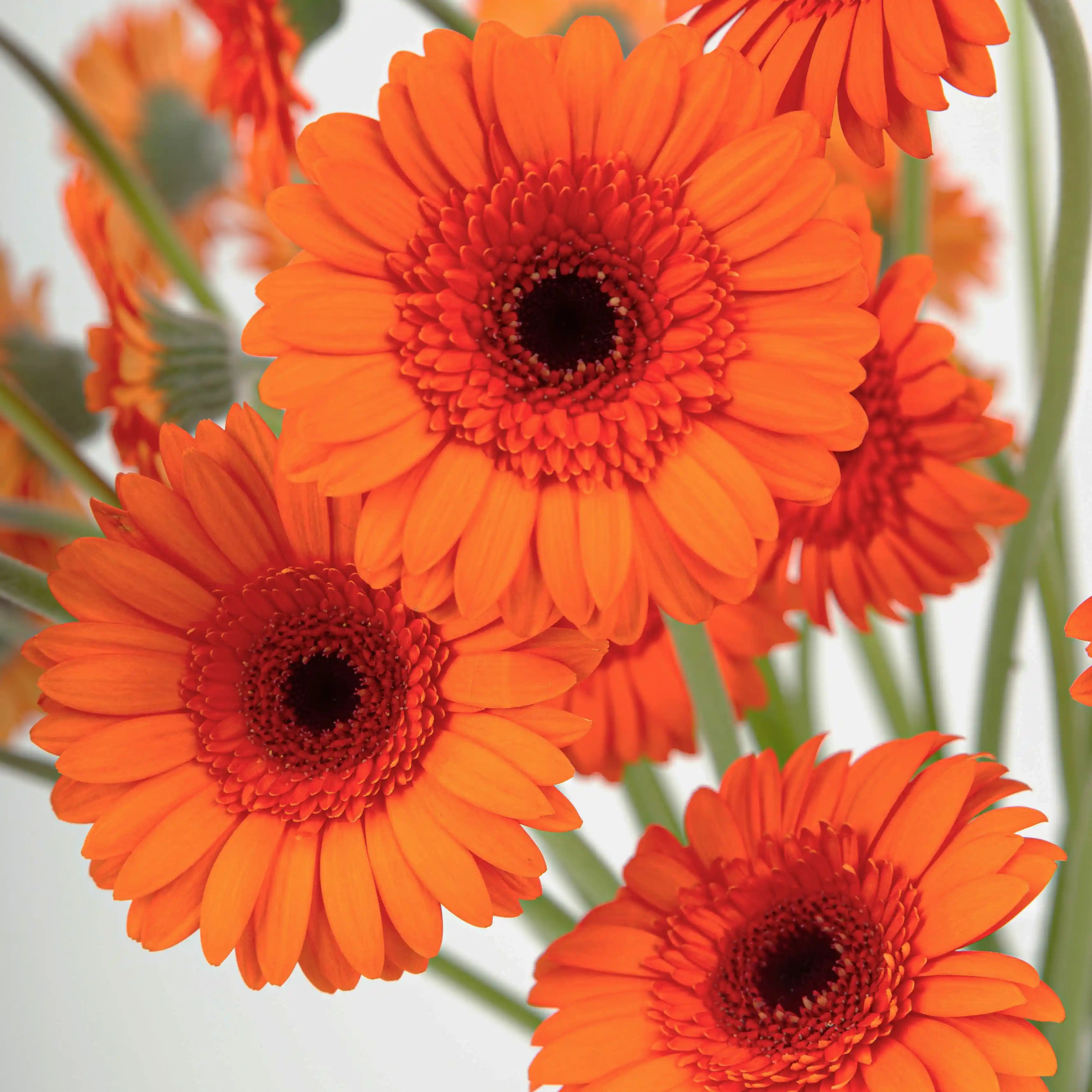 Gerber Pomarańczowy