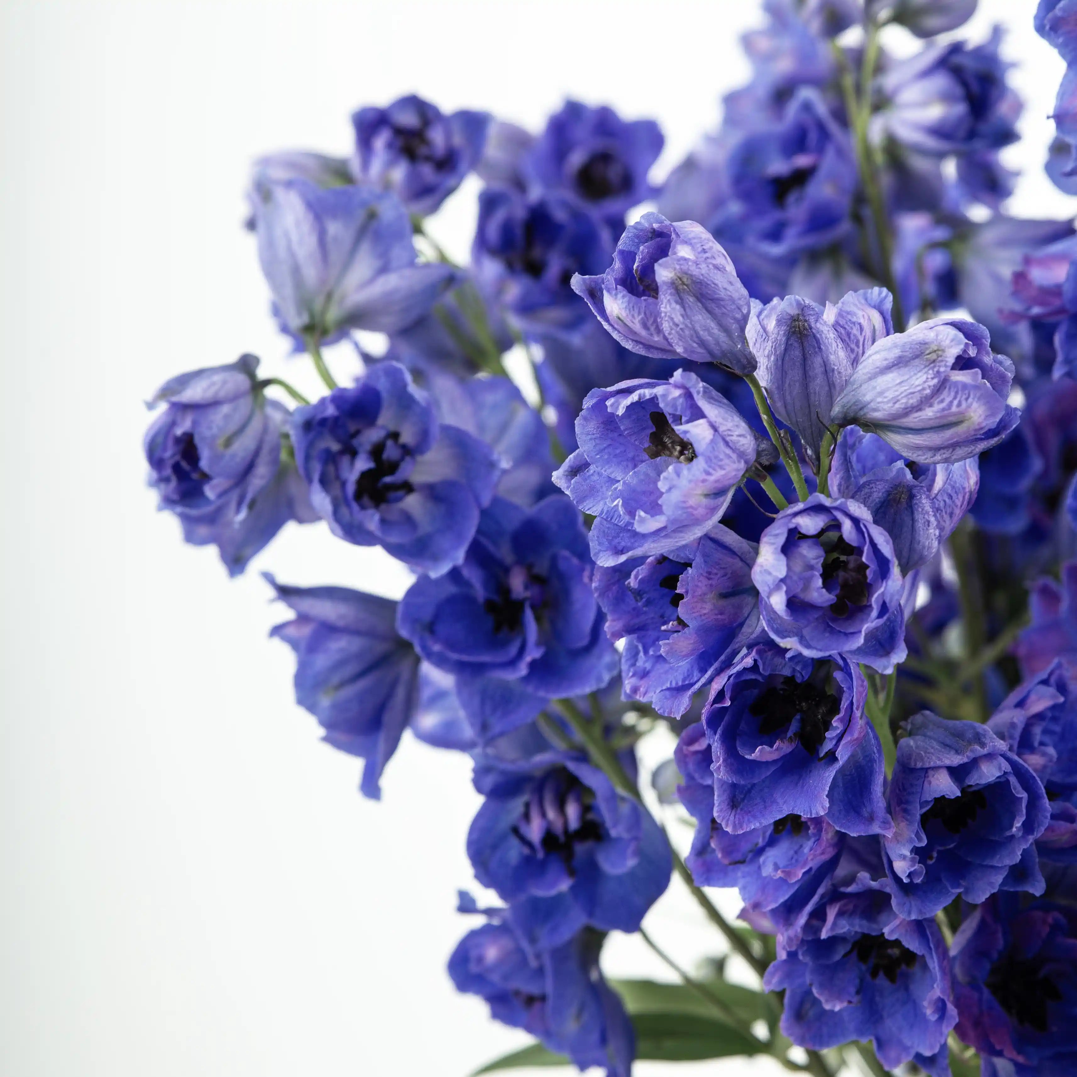 Ostróżka Niebieska