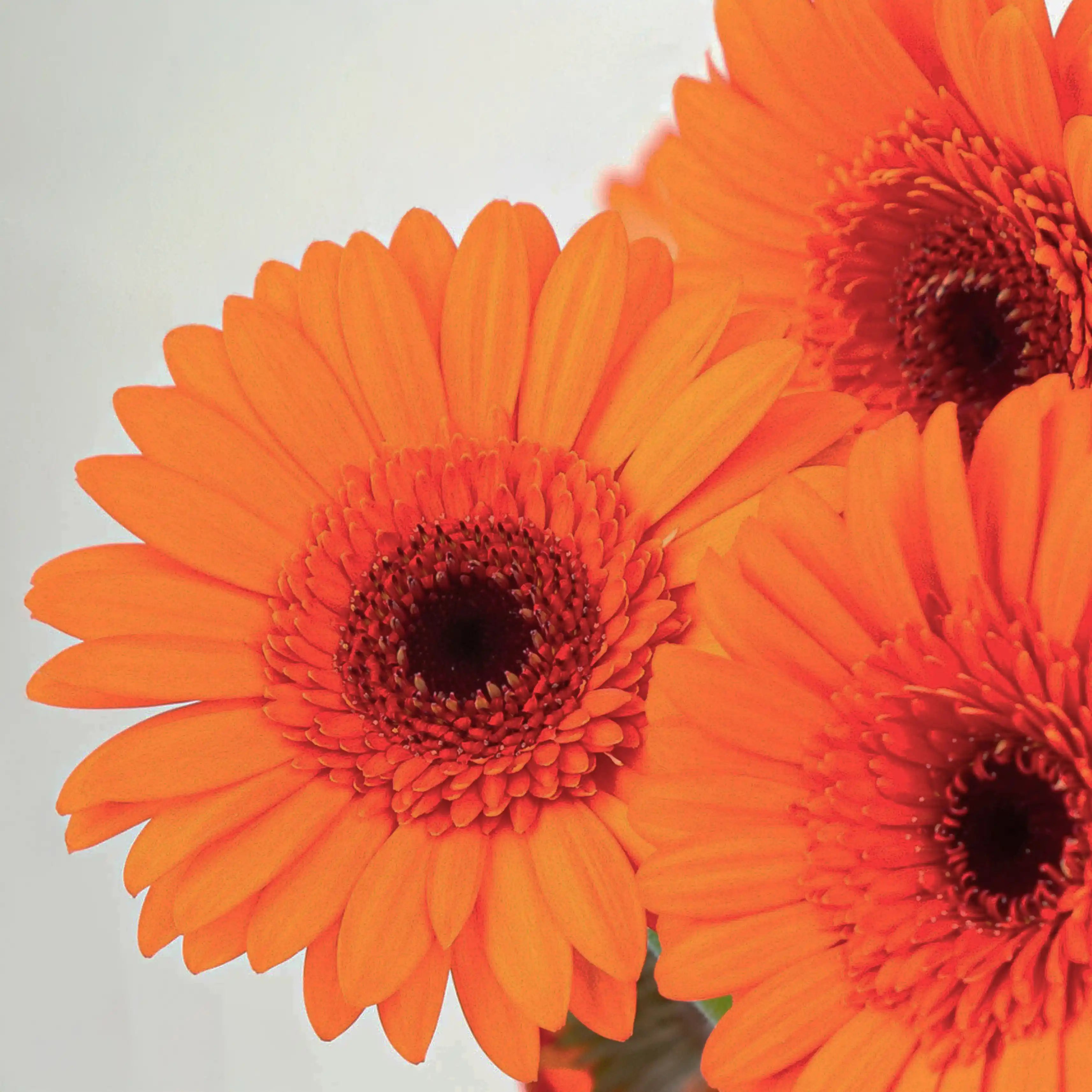 Gerber Pomarańczowy