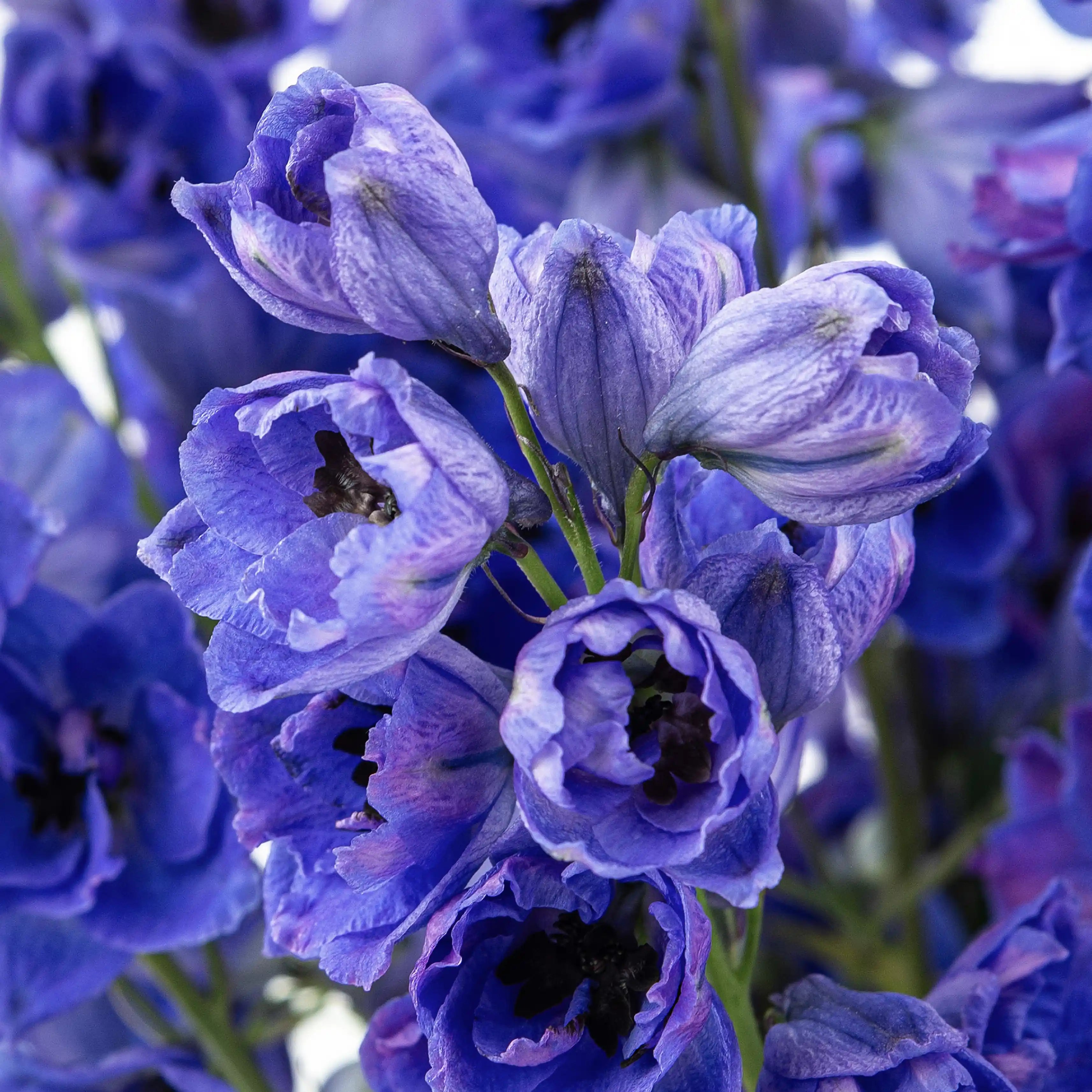 Ostróżka Niebieska