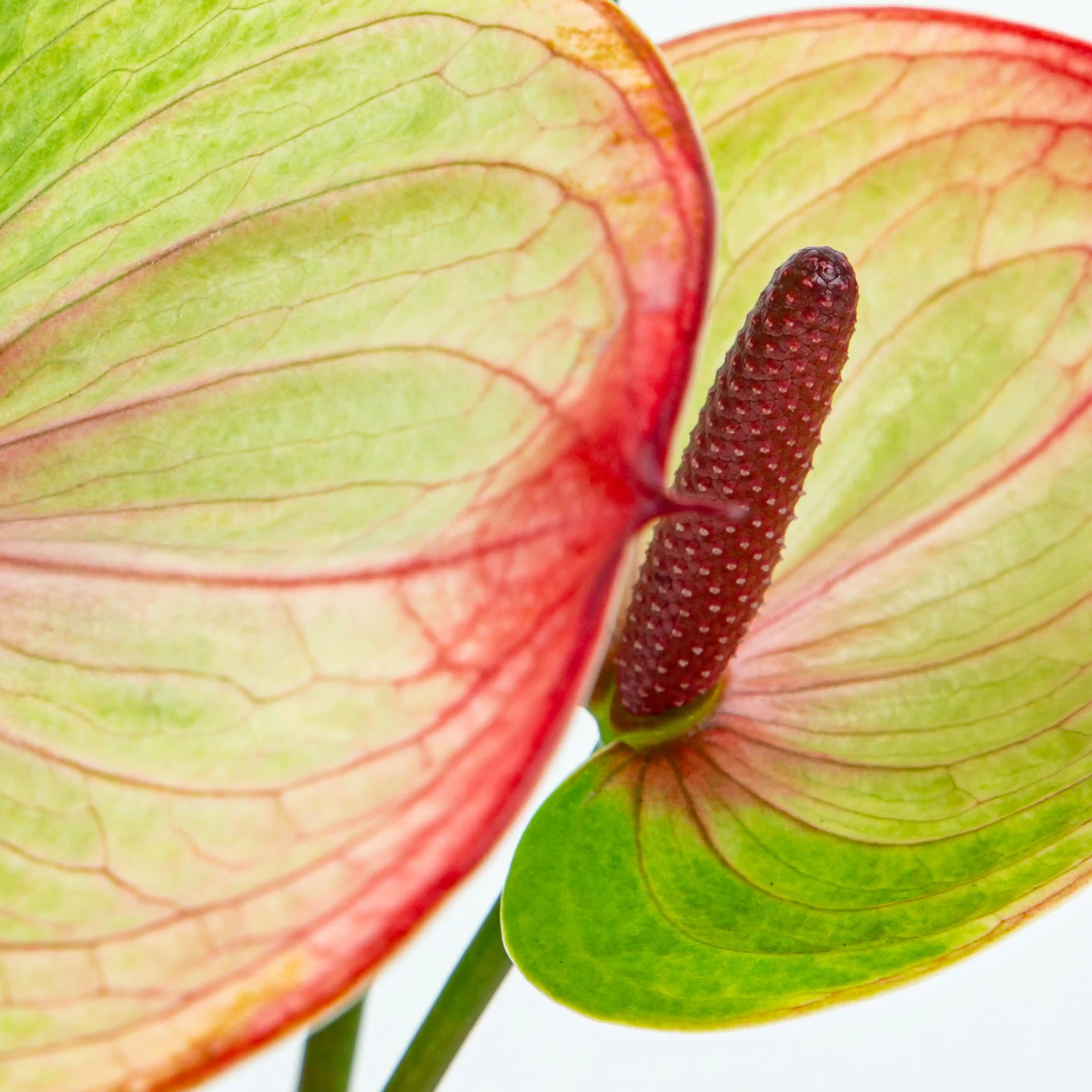 Anturium Zielono-Czerwone